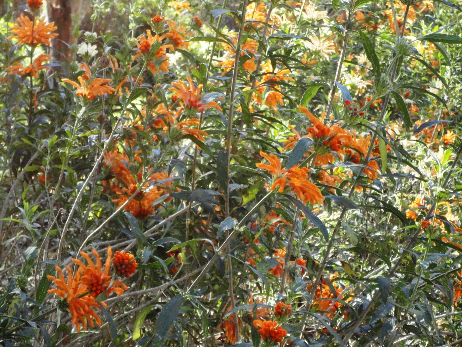 Lion's Tail (Leonotis Leonurus) — as it is drought-tolerant once established and enjoys well-drained soil conditions