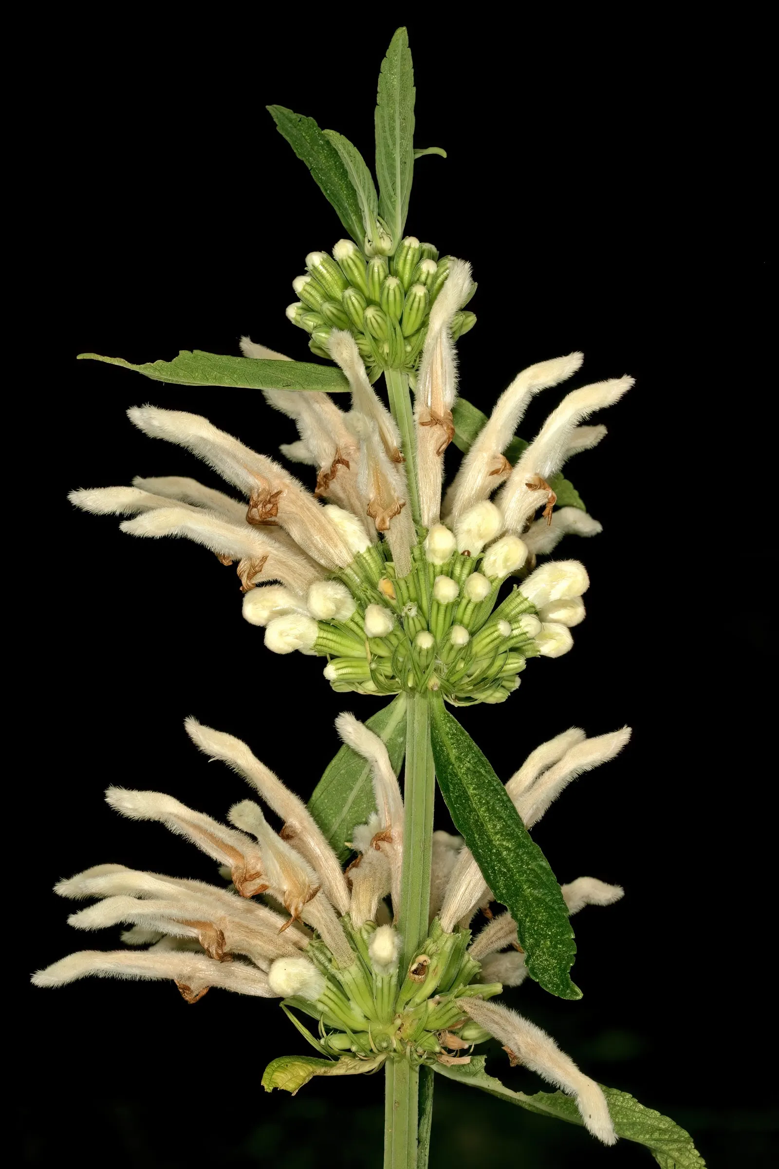 Lion's Tail (Leonotis Leonurus) — The Lion's Tail, scientifically named Leonotis leonurus, is a striking perennial shrub native to South Africa, image 54