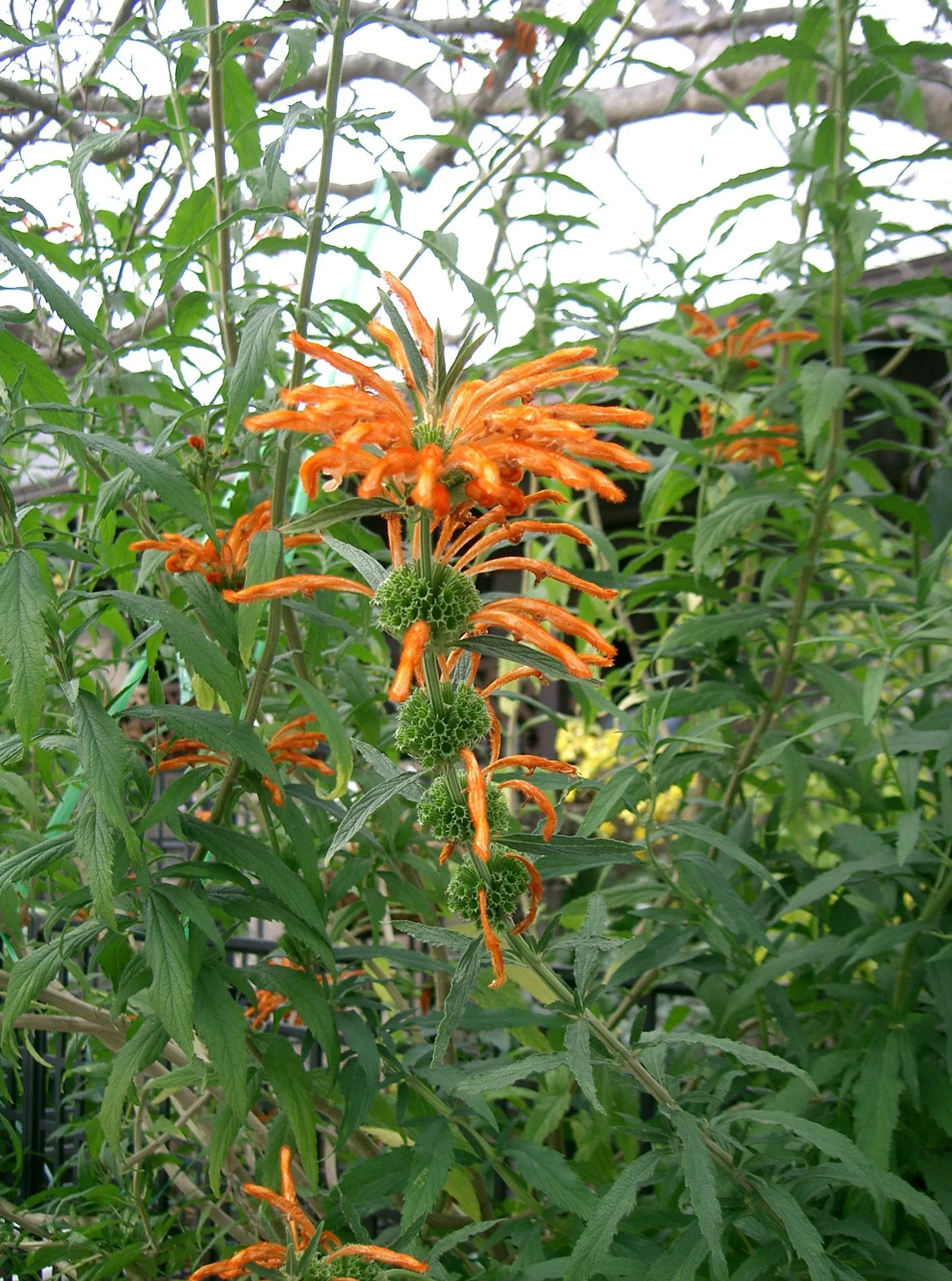 Lion's Tail (Leonotis Leonurus) — which bloom profusely in late summer to fall; this plant provides a textural backdrop for other garden flora