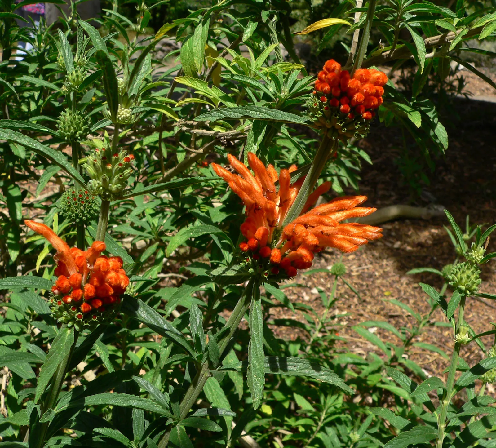 Lion's Tail (Leonotis Leonurus) — It is well-suited to xeriscaping; it's a favorite among gardeners looking to add a dash of exotic flair to their, image 61