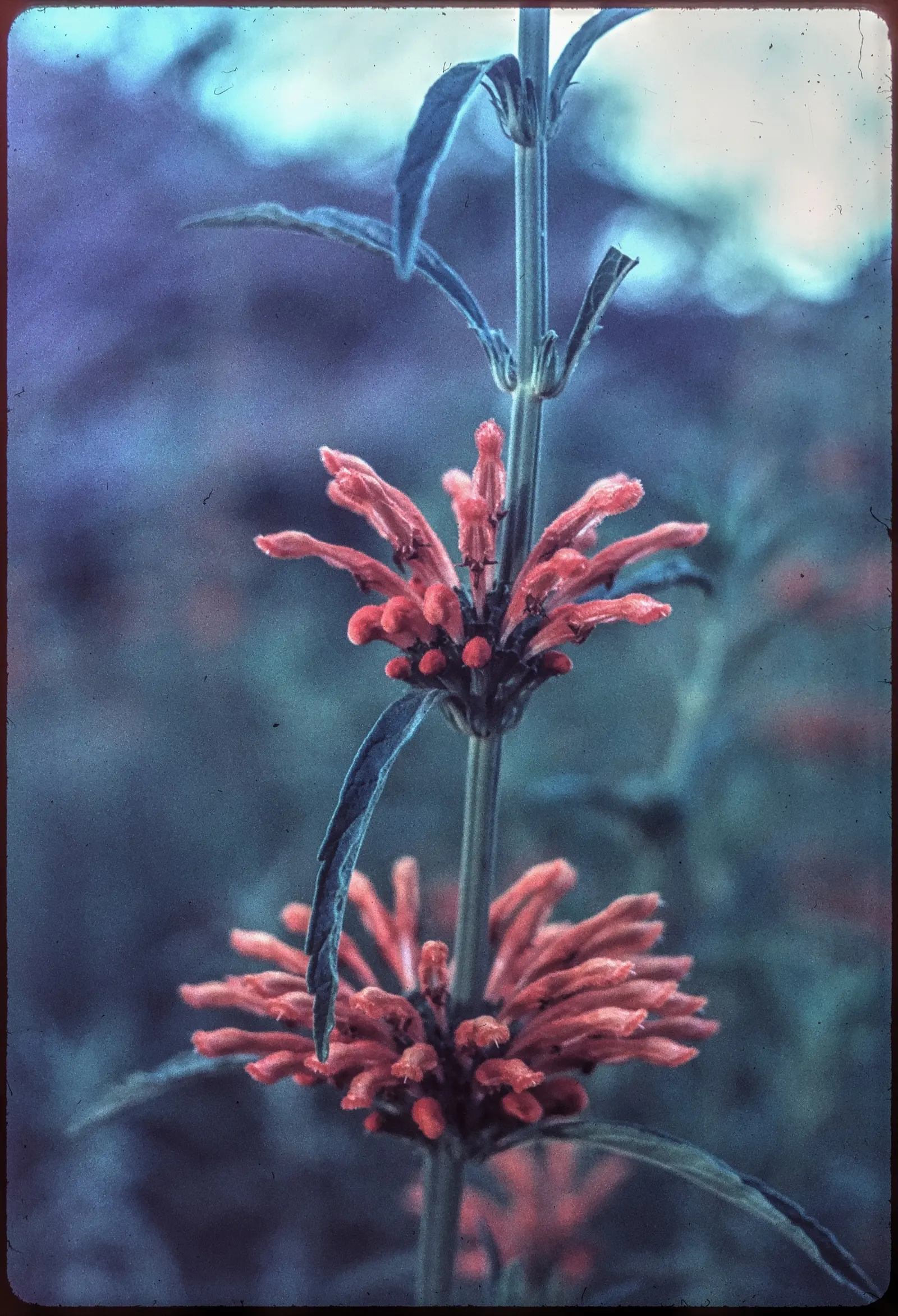 Lion's Tail (Leonotis Leonurus) — it's a magnet for hummingbirds and pollinators