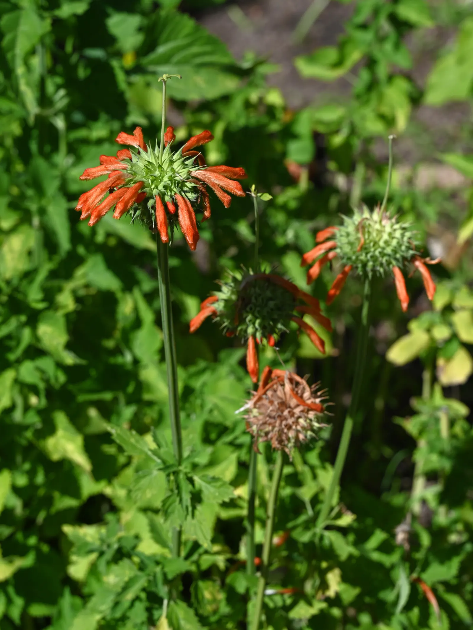 Lion's Tail (Leonotis Leonurus) — typically reaching heights of 3 to 6 feet