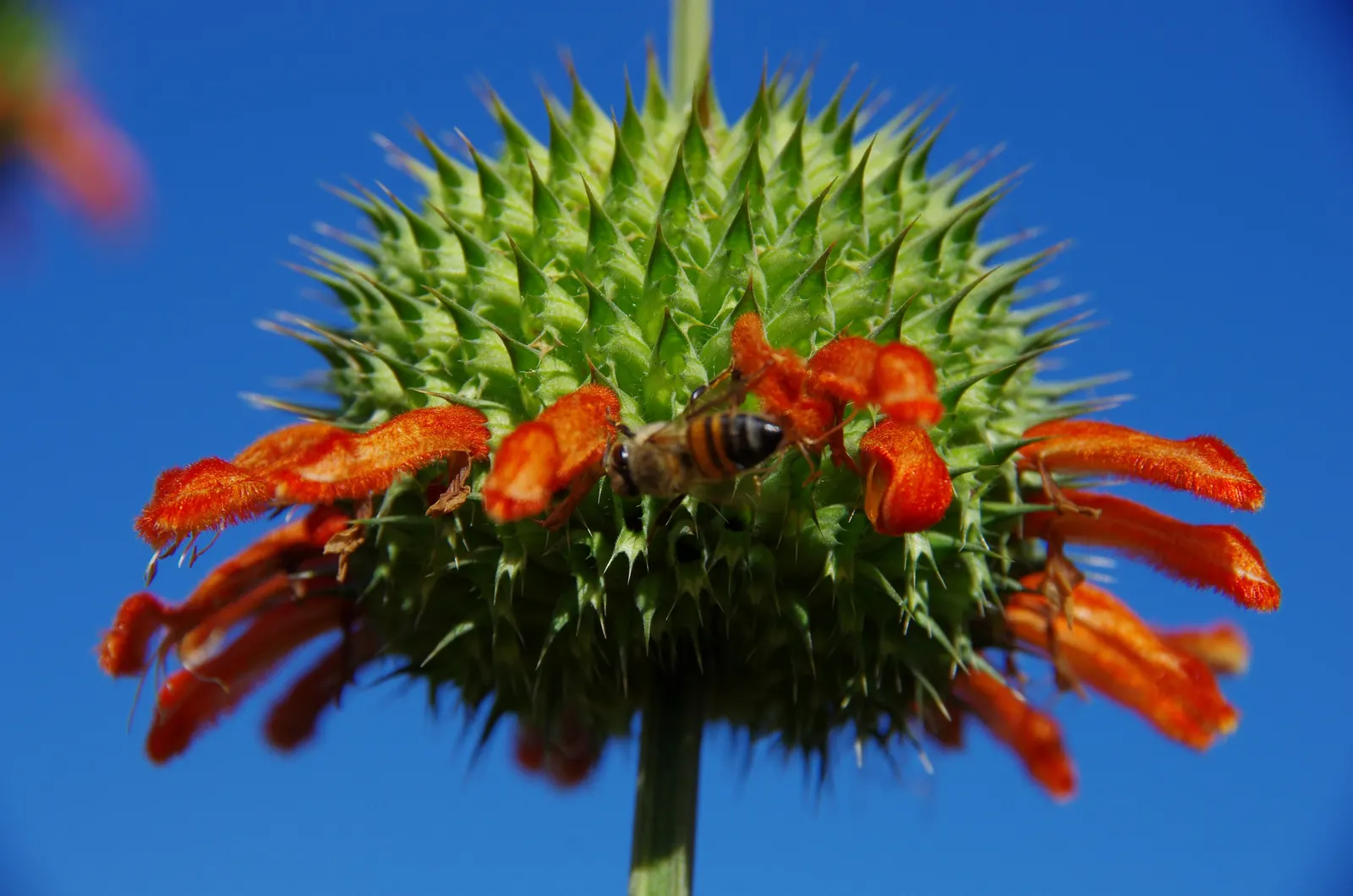 Lion's Tail (Leonotis Leonurus) — It is well-suited to xeriscaping