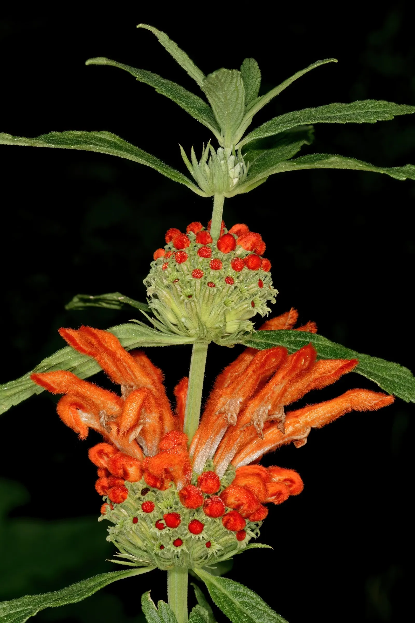 Lion's Tail (Leonotis Leonurus) — Indigenous to South Africa, this sun-loving perennial thrives in USDA zones 8-11 and enjoys well-drained soils, image 49