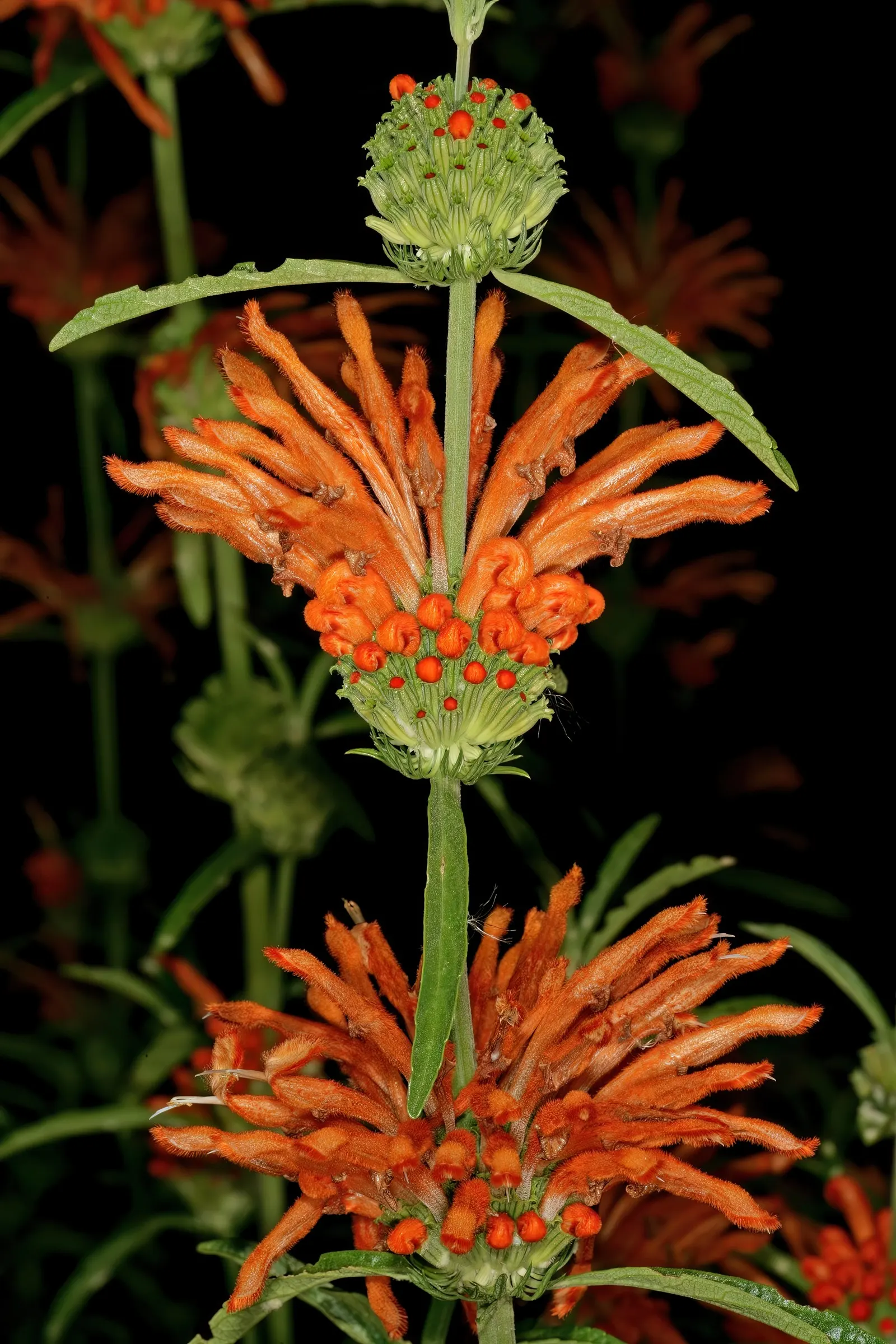 Lion's Tail (Leonotis Leonurus) — Drought-tolerant once established; often heralded for its bold and unique floral display, image 51