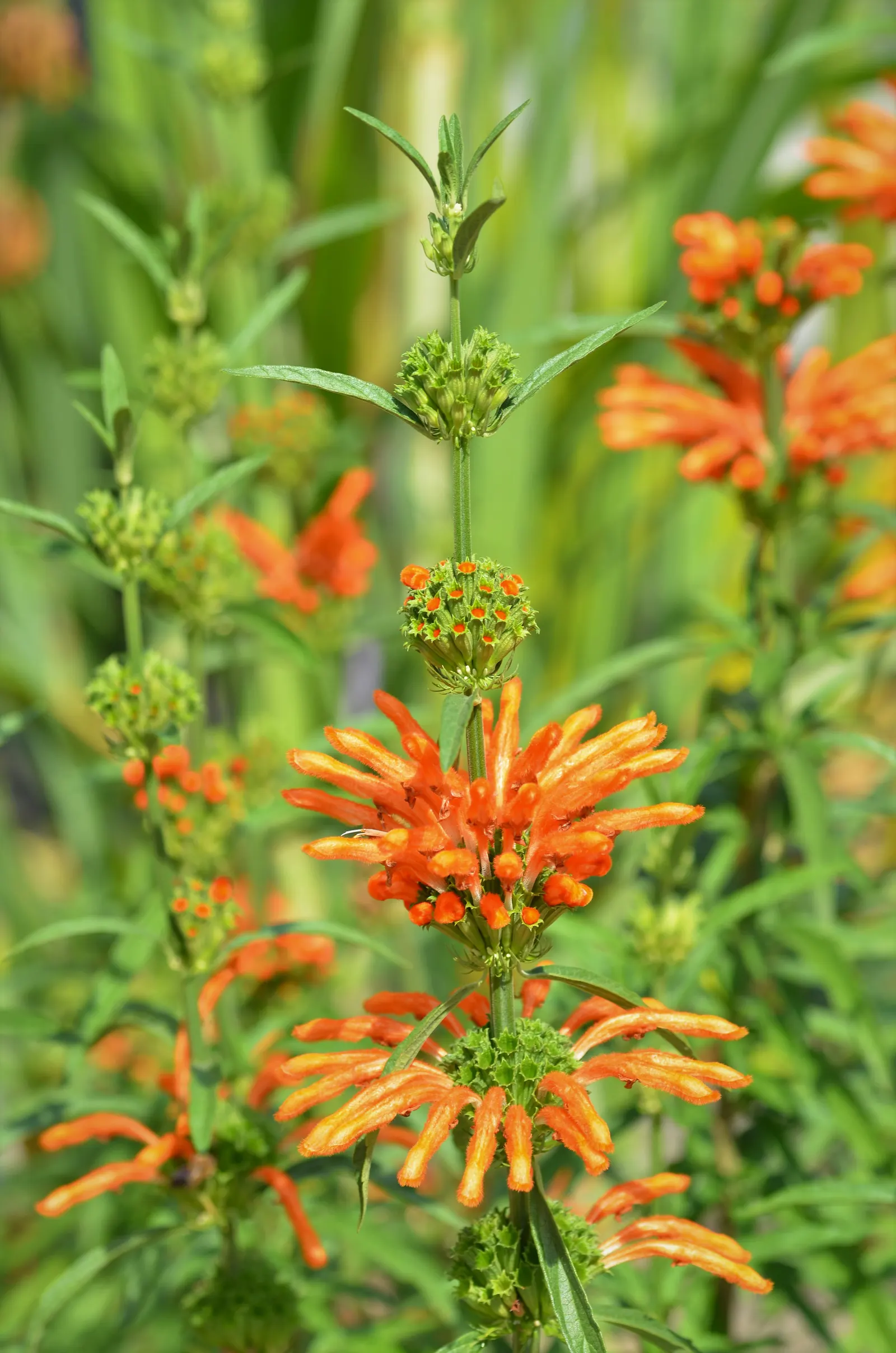 Lion's Tail (Leonotis Leonurus) — Often heralded for its bold and unique floral display; each about 2 inches across, image 55