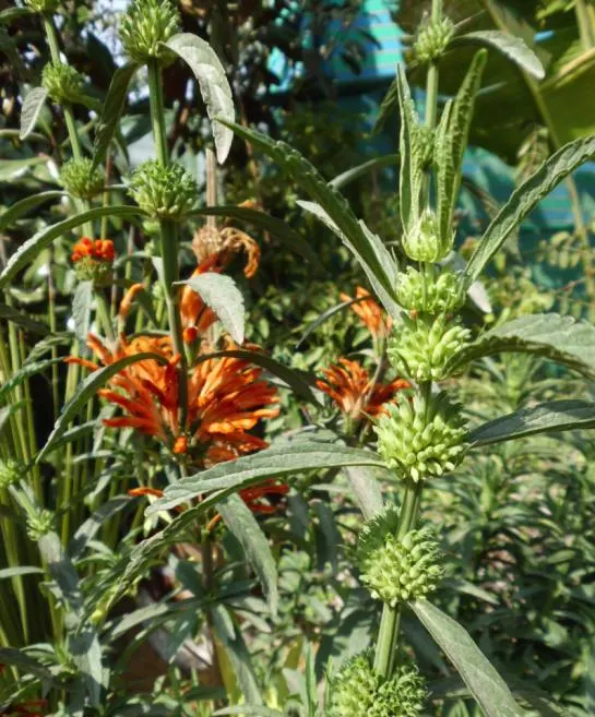Lion's Tail (Leonotis Leonurus) — it's a favorite among gardeners looking to add a dash of exotic flair to their landscapes; orange flowers in the, image 56
