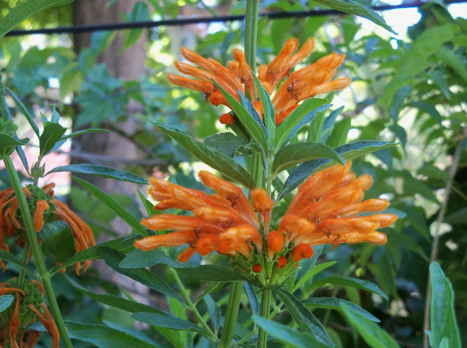 Lion's Tail (Leonotis Leonurus) — which bloom profusely in late summer to fall; this plant provides a textural backdrop for other garden flora, image 59