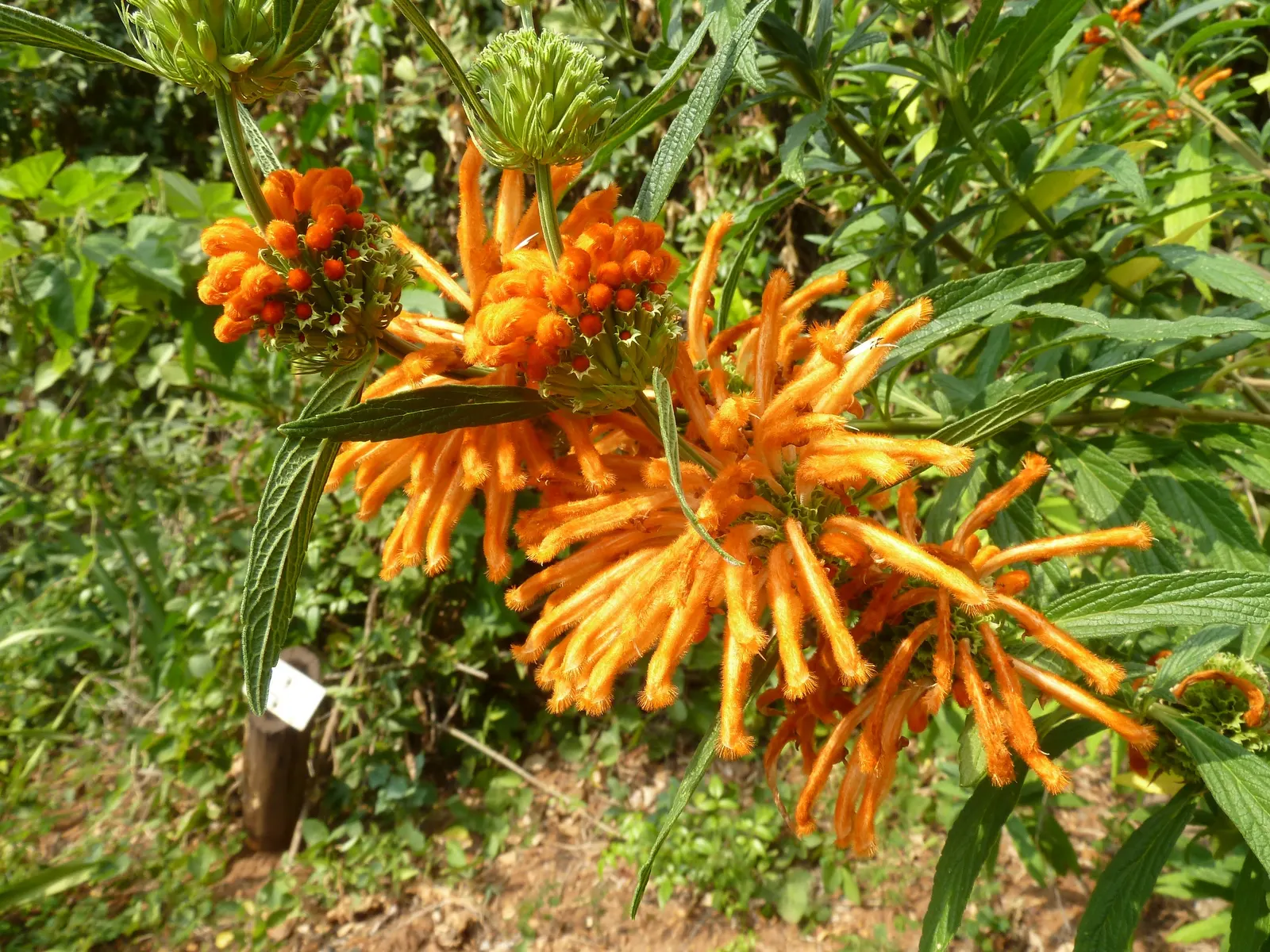 Lion's Tail (Leonotis Leonurus) — though occasional deadheading can promote further flowering.<br><br>With its lush