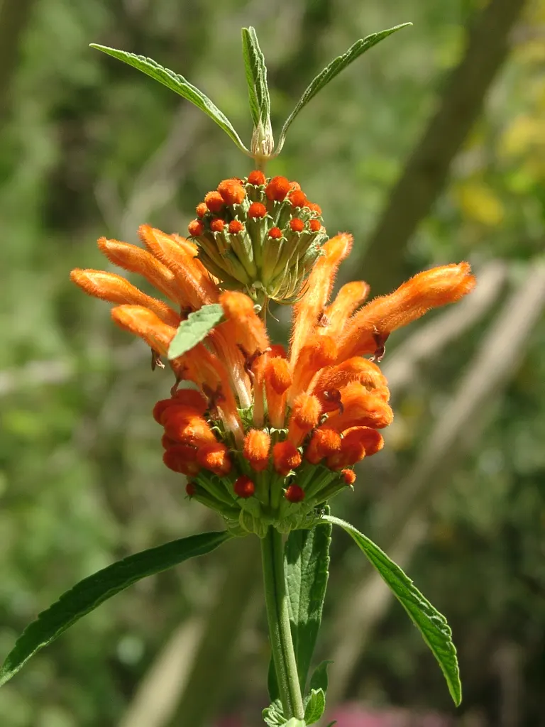 Lion's Tail (Leonotis Leonurus) — This plant has an erect and branching habit