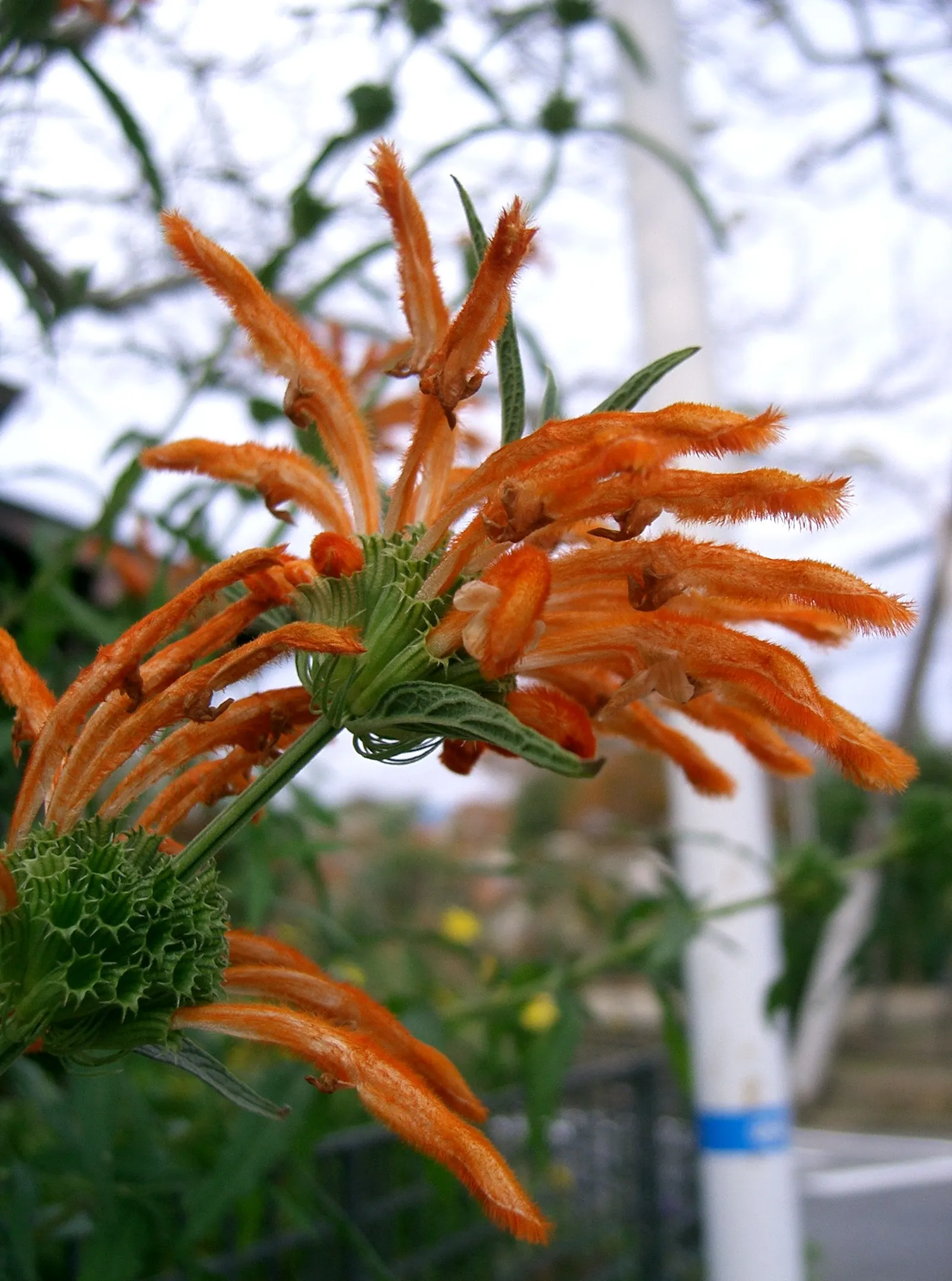Lion's Tail (Leonotis Leonurus) — that can grow up to 6 inches long