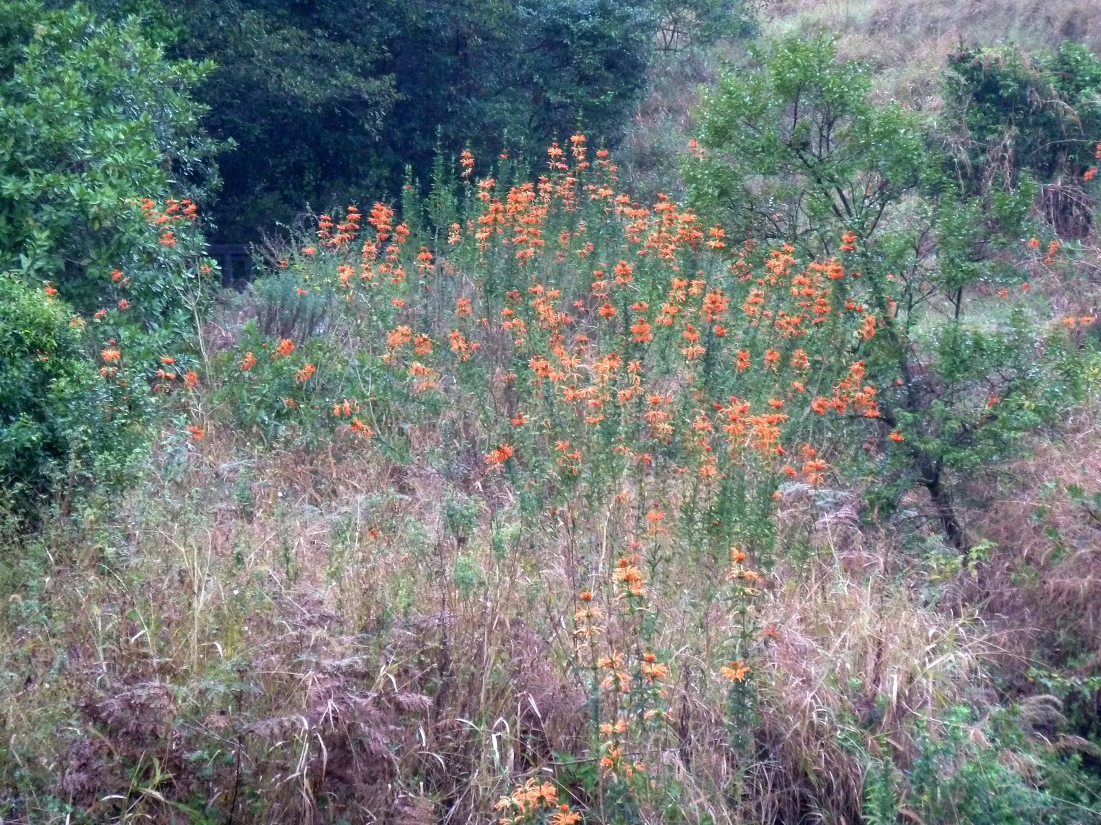 Lion's Tail (Leonotis Leonurus) — enhancing the natural charm of the design; shrub with orange blooms