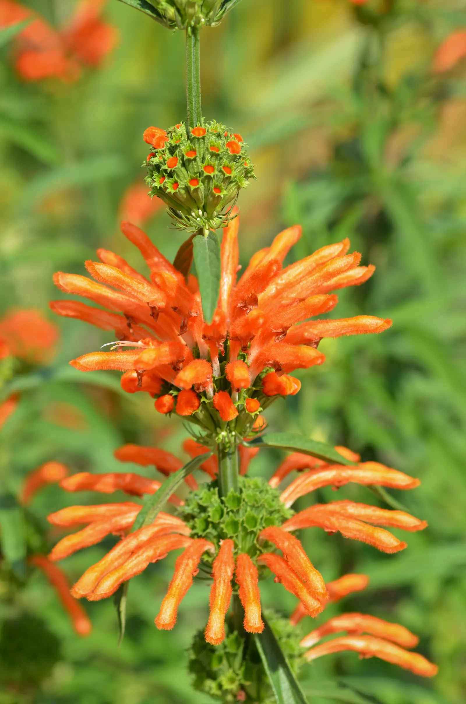 Lion's Tail (Leonotis Leonurus) — Its eye-catching flowers bloom in summer to fall, while its whorled leaf arrangement adds lush texture, image 50