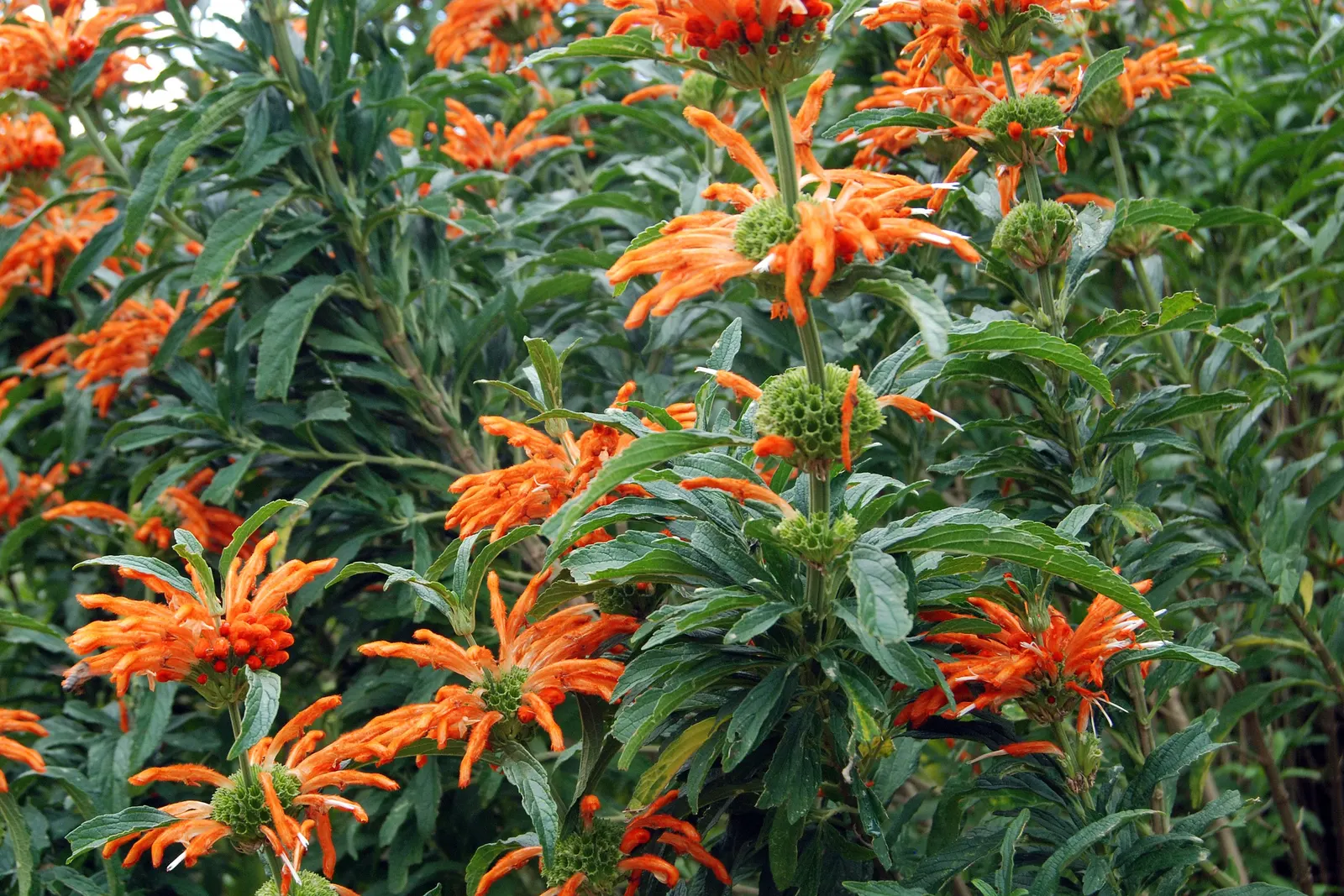 Lion's Tail (Leonotis Leonurus) — it's a magnet for hummingbirds and pollinators; as it is drought-tolerant once established and enjoys, image 52