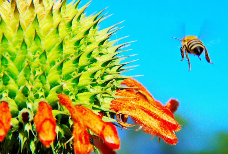 Lion's Tail (Leonotis Leonurus) — enhancing the natural charm of the design