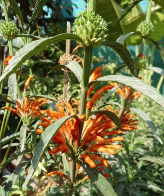 Lion's Tail (Leonotis Leonurus) — orange flowers in the garden; it's a magnet for hummingbirds and pollinators, image 67