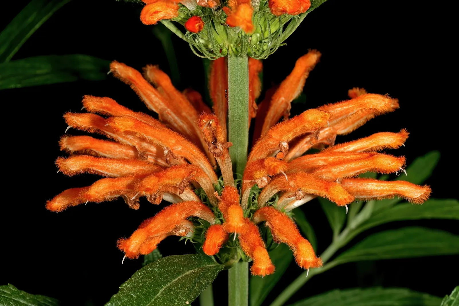 Lion's Tail (Leonotis Leonurus) — Often heralded for its bold and unique floral display