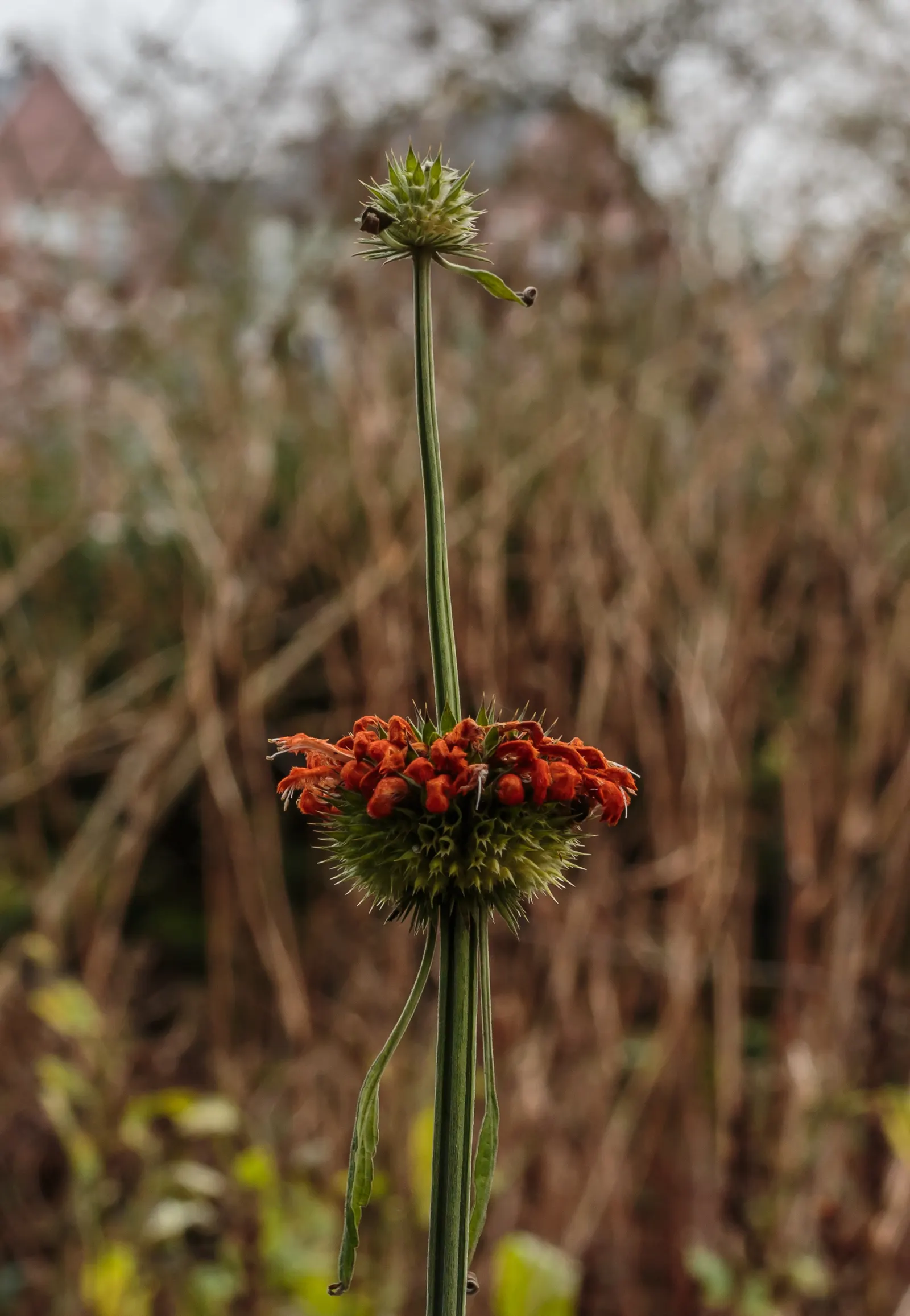 Lion's Tail (Leonotis Leonurus) — that can grow up to 6 inches long; the Lion's Tail, scientifically named Leonotis leonurus, is a striking, image 64