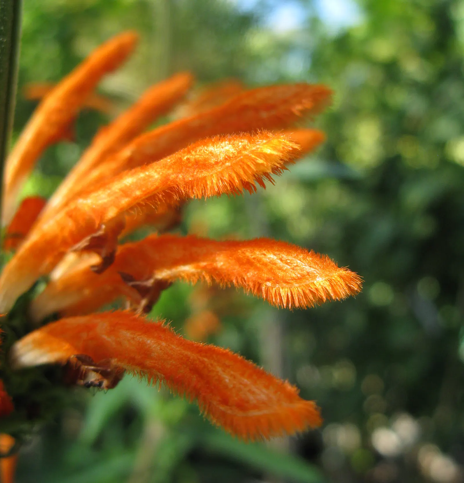 Lion's Tail (Leonotis Leonurus) — it's a magnet for hummingbirds and pollinators; as it is drought-tolerant once established and enjoys well-drained soil
