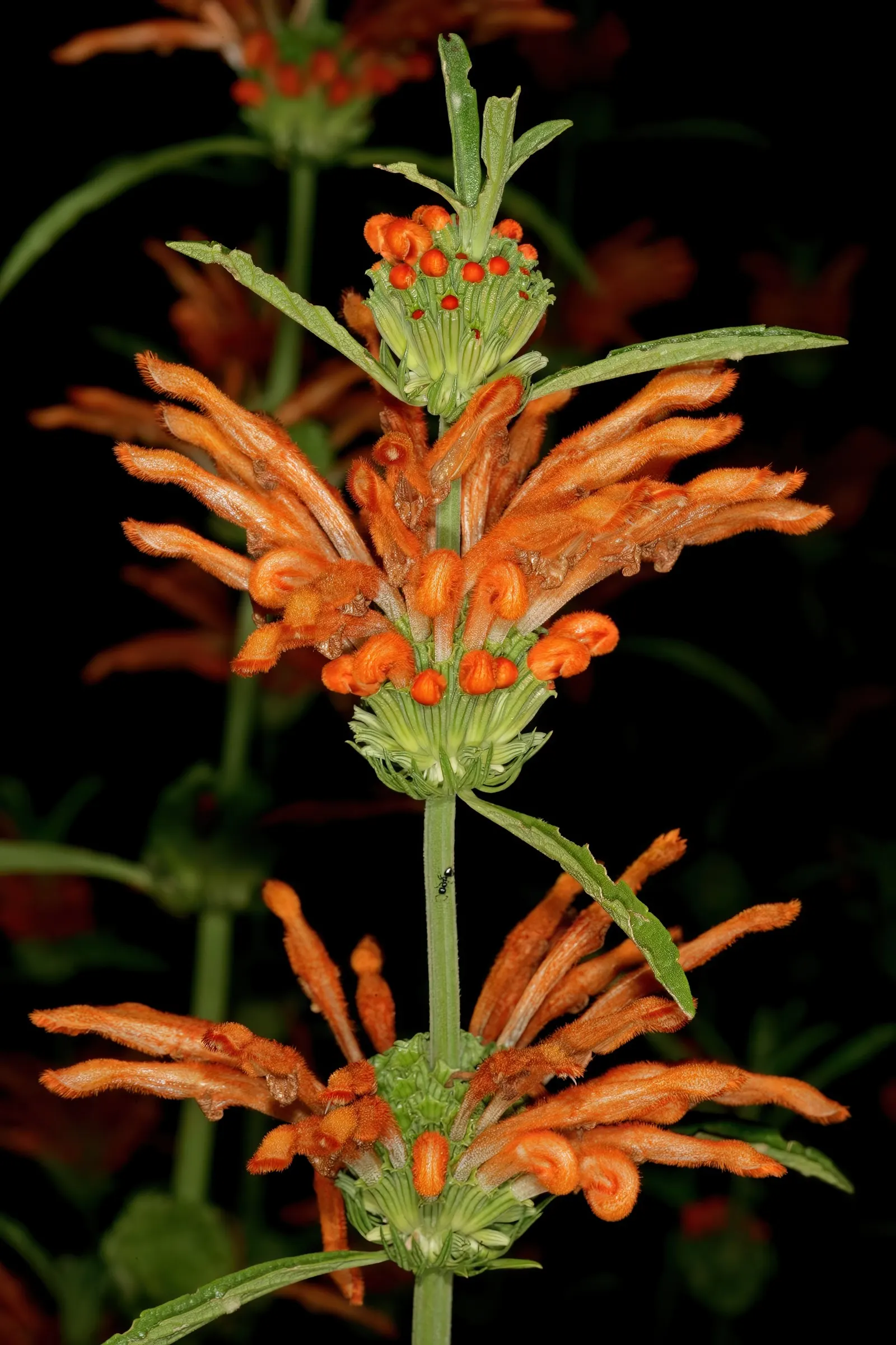 Lion's Tail (Leonotis Leonurus) — orange flowers in the garden; it's a magnet for hummingbirds and pollinators