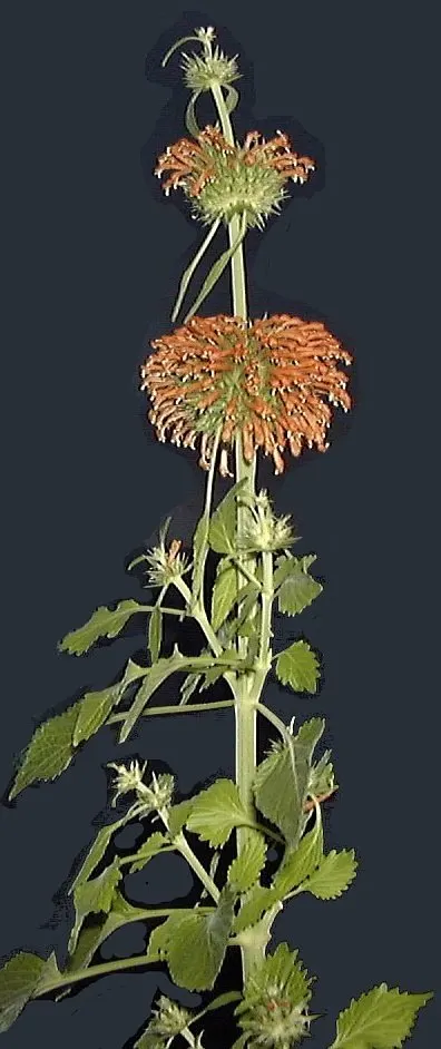 Lion's Tail (Leonotis Leonurus) — This plant has an erect and branching habit; drought-tolerant once established