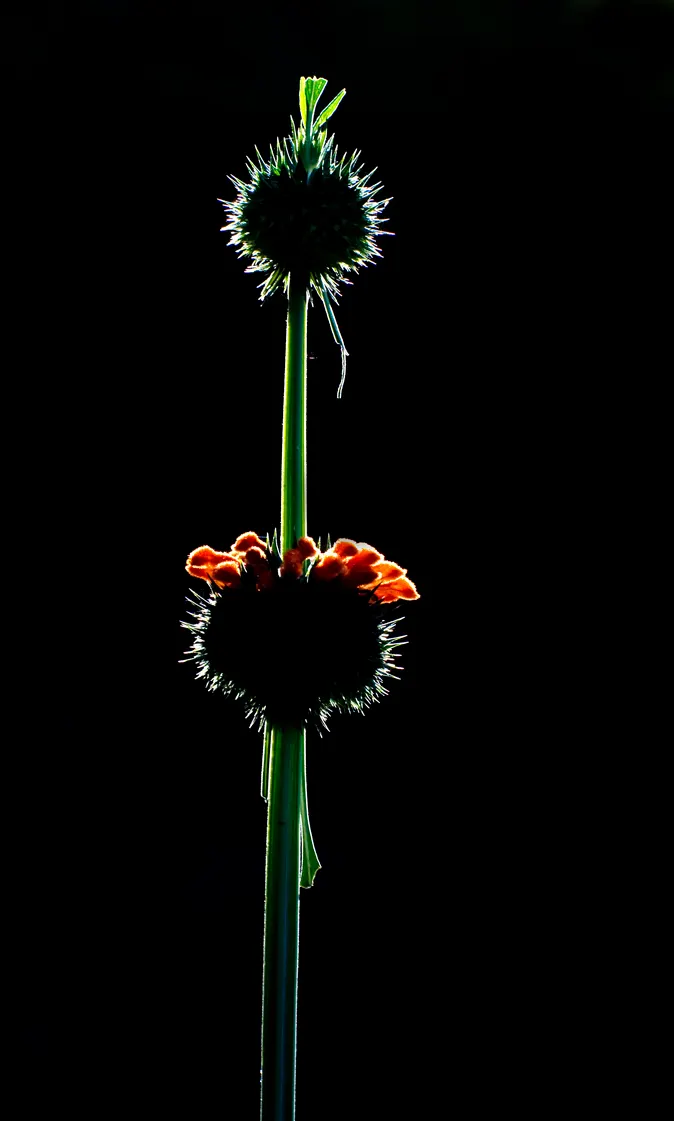Lion's Tail (Leonotis Leonurus) — This plant has an erect and branching habit; drought-tolerant once established, image 57