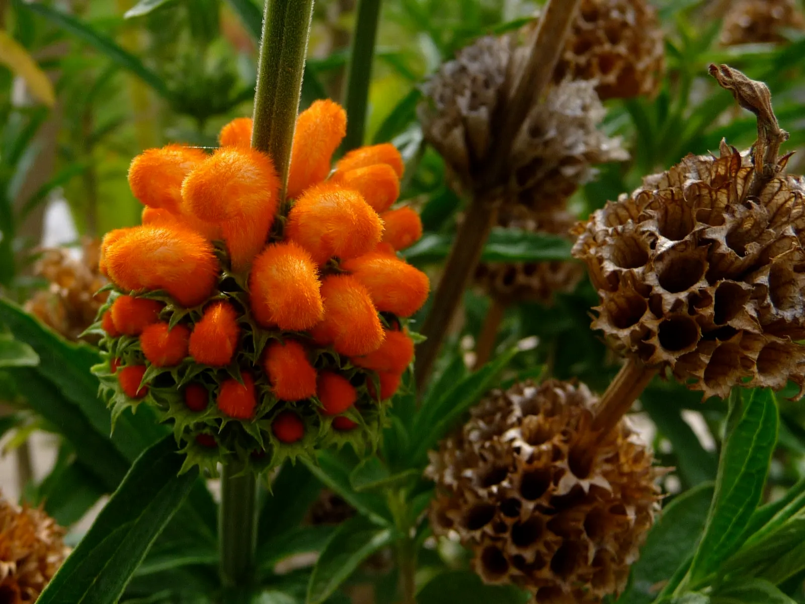 Lion's Tail (Leonotis Leonurus) — it's a favorite among gardeners looking to add a dash of exotic flair to their landscapes