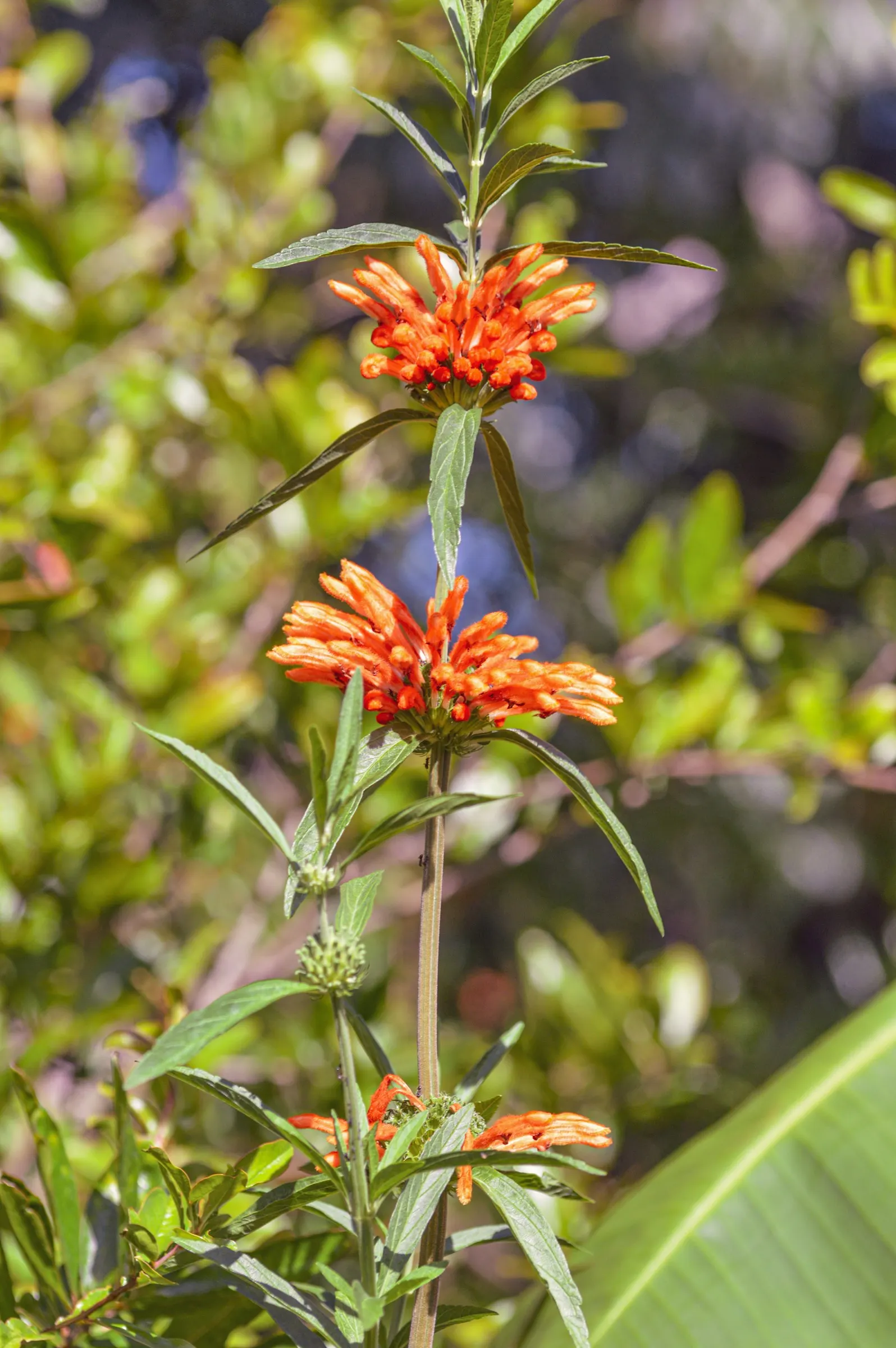 Lion's Tail (Leonotis Leonurus) — enhancing any water-wise garden design; shrub for full, image 53