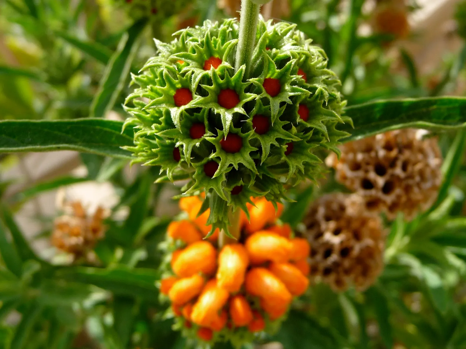 Lion's Tail (Leonotis Leonurus) — each about 2 inches across