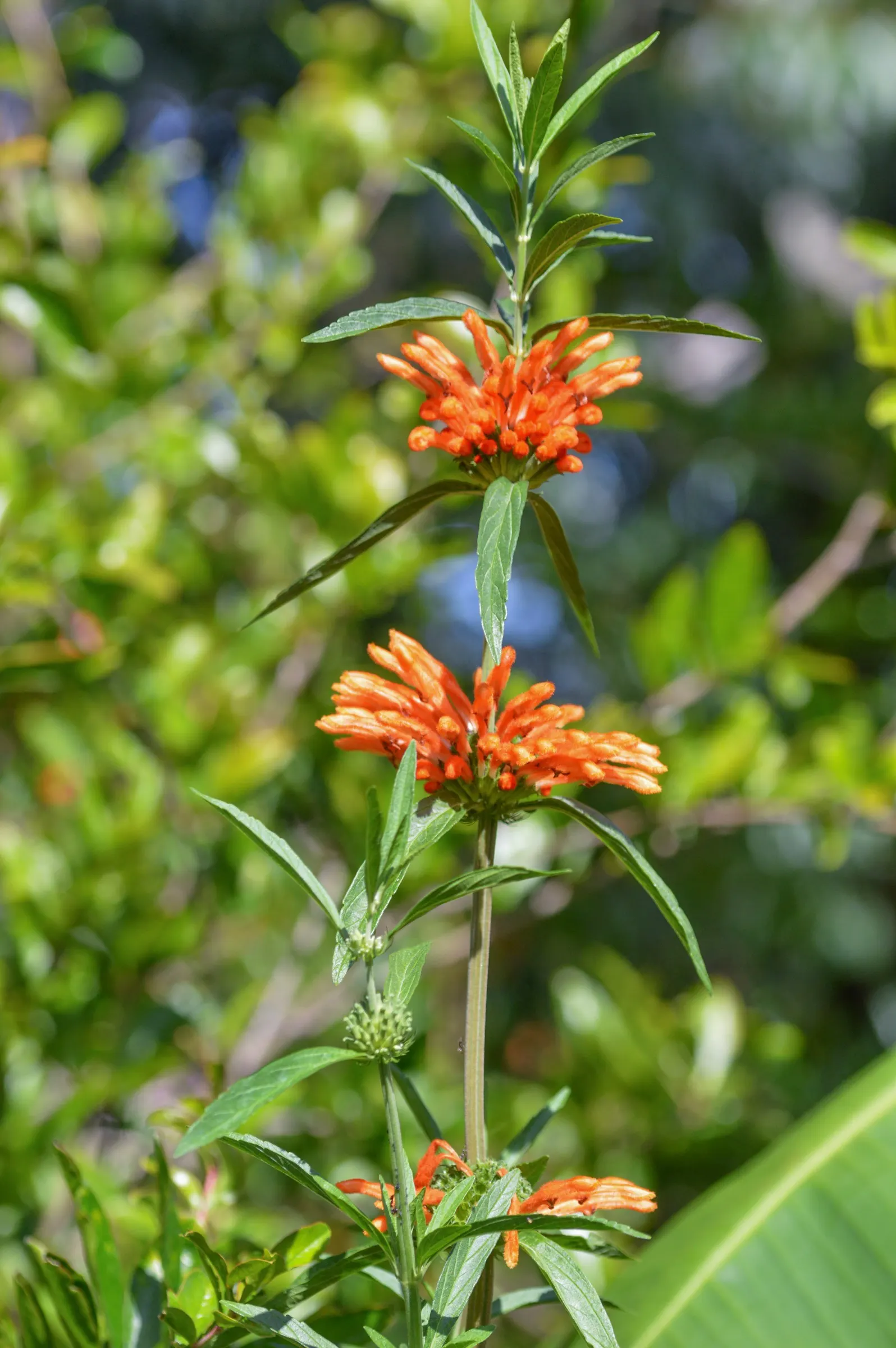 Lion's Tail (Leonotis Leonurus) — shrub for full; enhancing the natural charm of the design
