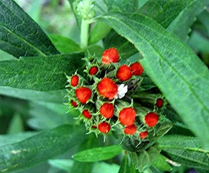 Lion's Tail (Leonotis Leonurus) — each about 2 inches across; indigenous to South Africa, this sun-loving perennial thrives in USDA zones 8-11 and, image 60