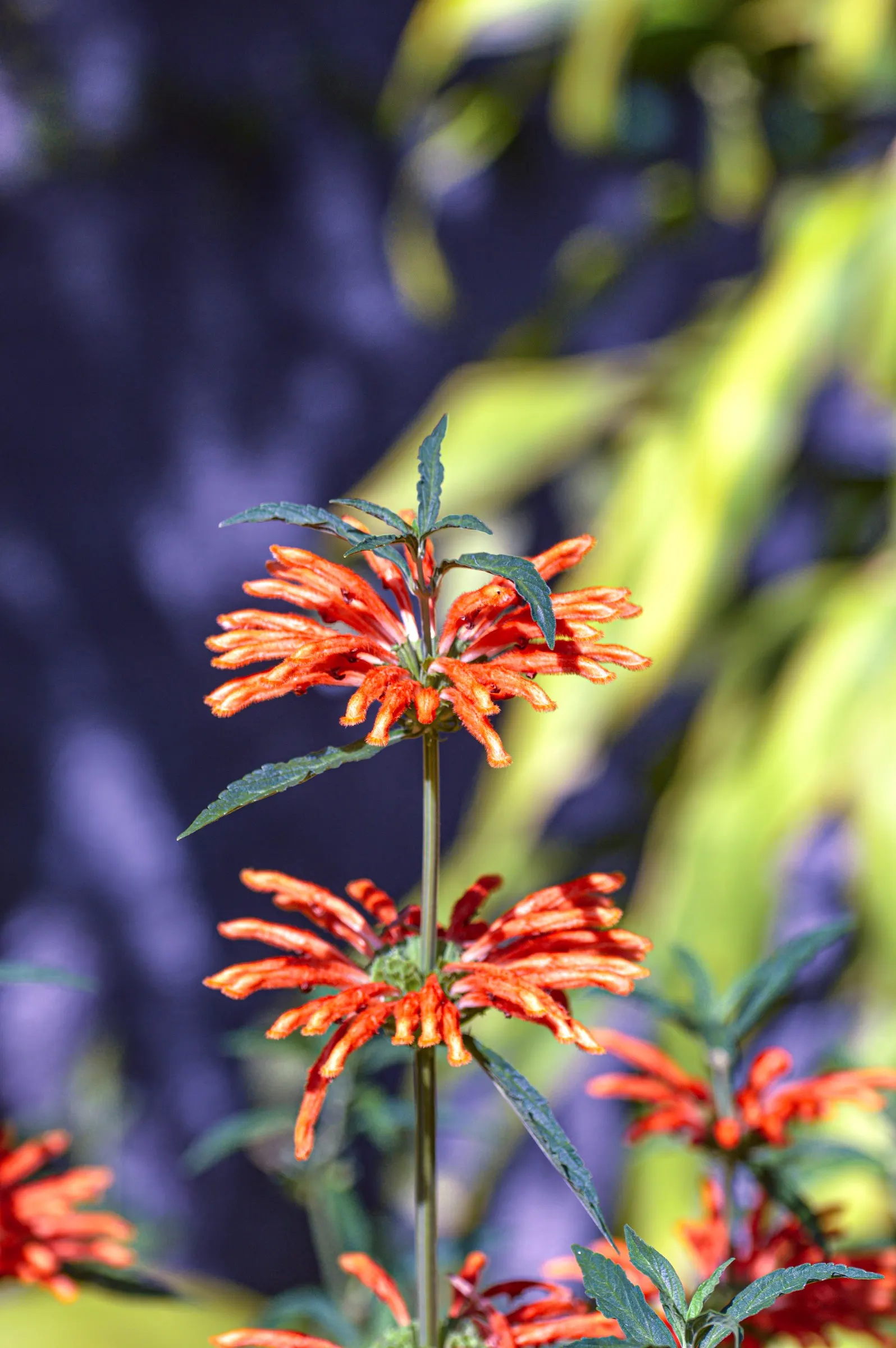 Lion's Tail (Leonotis Leonurus) — shrub with orange blooms; which bloom profusely in late summer to fall