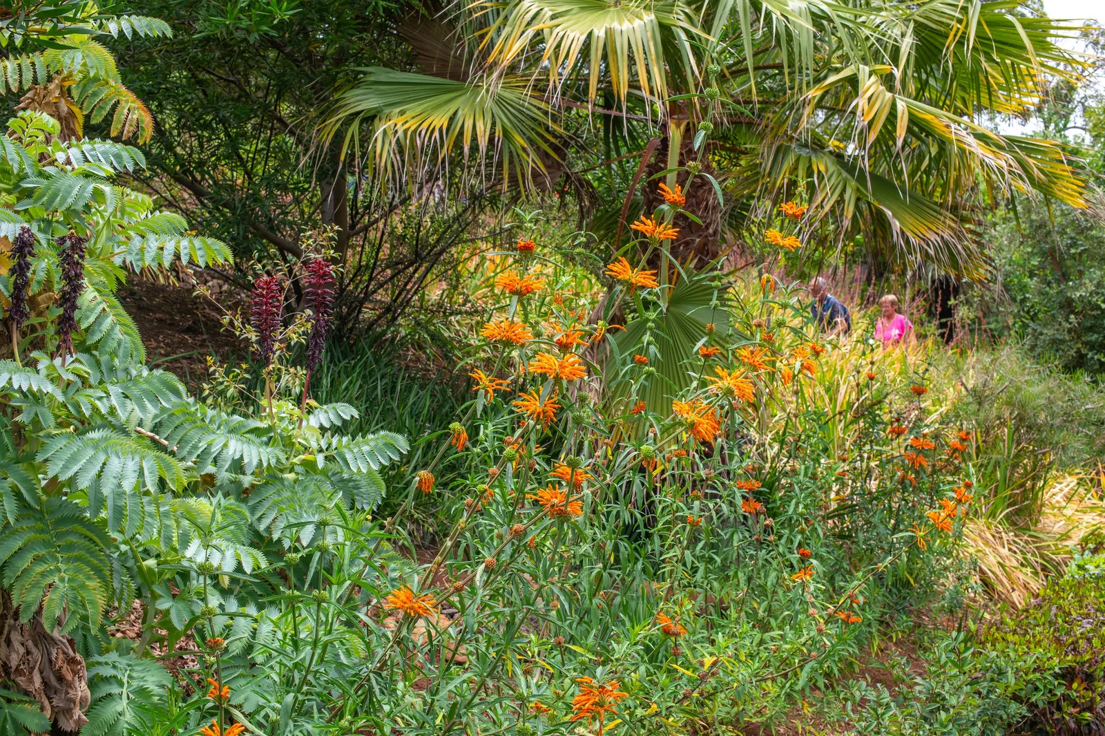 Lion's Tail (Leonotis Leonurus) — Indigenous to South Africa, this sun-loving perennial thrives in USDA zones 8-11 and enjoys well-drained soils