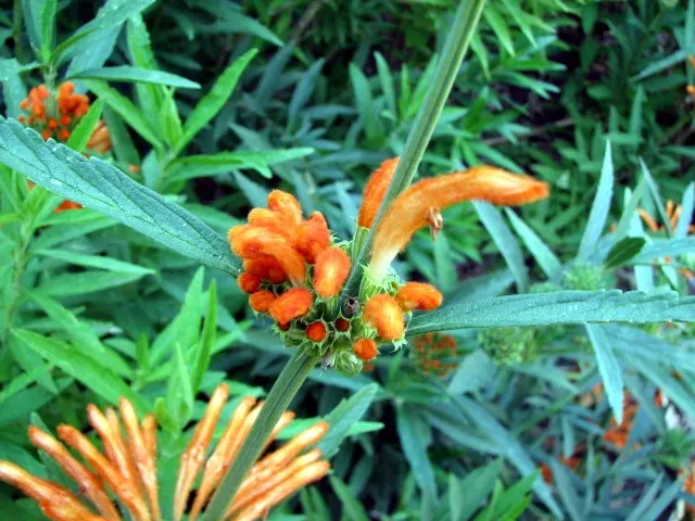 Lion's Tail (Leonotis Leonurus) — this plant provides a textural backdrop for other garden flora