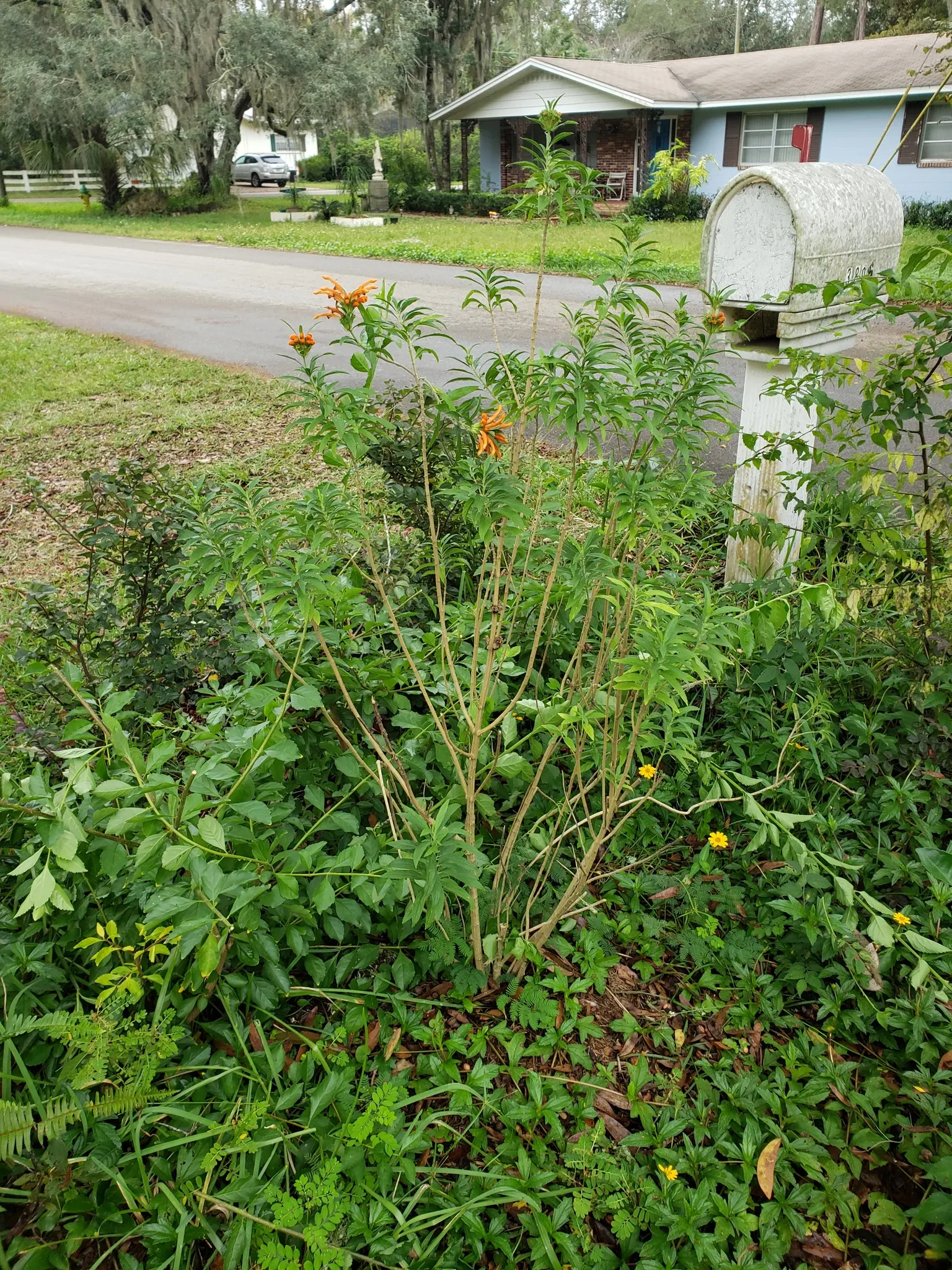 Lion's Tail (Leonotis Leonurus) — shrub for full