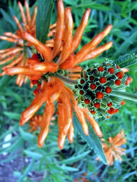 Lion's Tail (Leonotis Leonurus) — shrub with orange blooms; which bloom profusely in late summer to fall, image 68