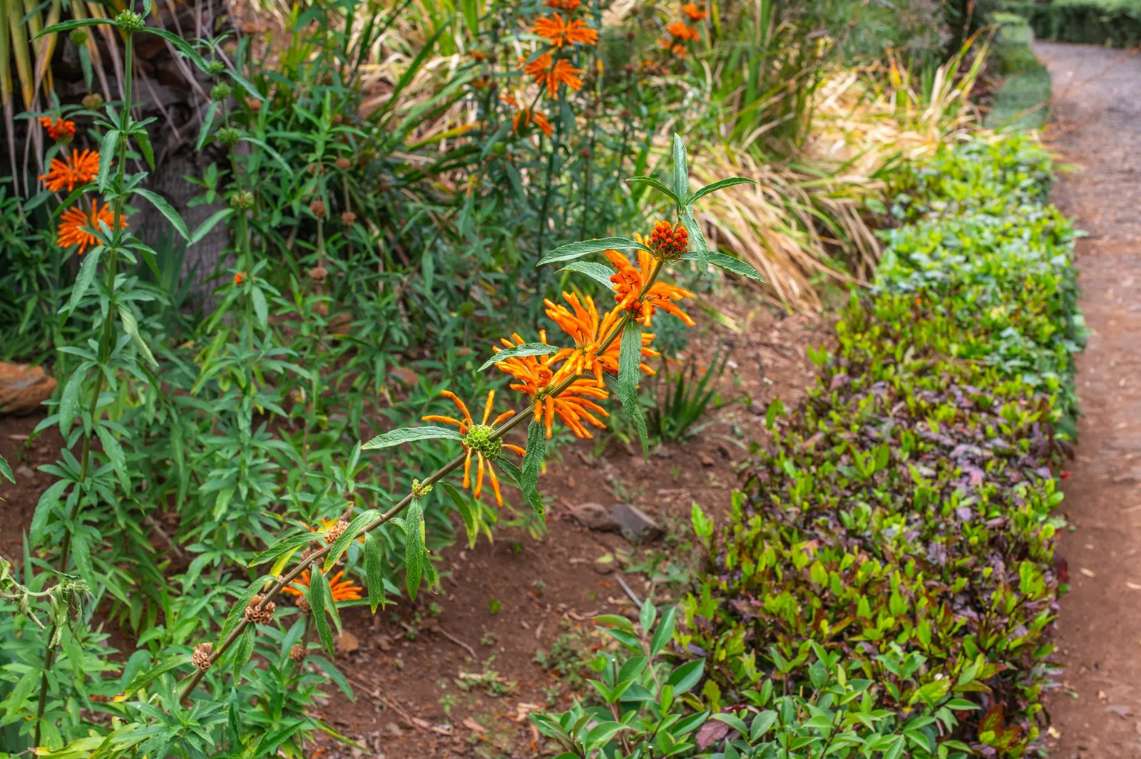 Lion's Tail (Leonotis Leonurus) — each about 2 inches across; indigenous to South Africa, this sun-loving perennial thrives in USDA zones 8-11 and enjoys