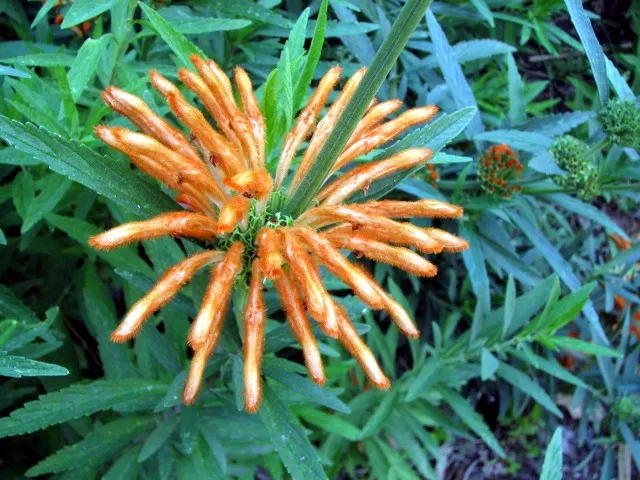 Lion's Tail (Leonotis Leonurus) — which bloom profusely in late summer to fall
