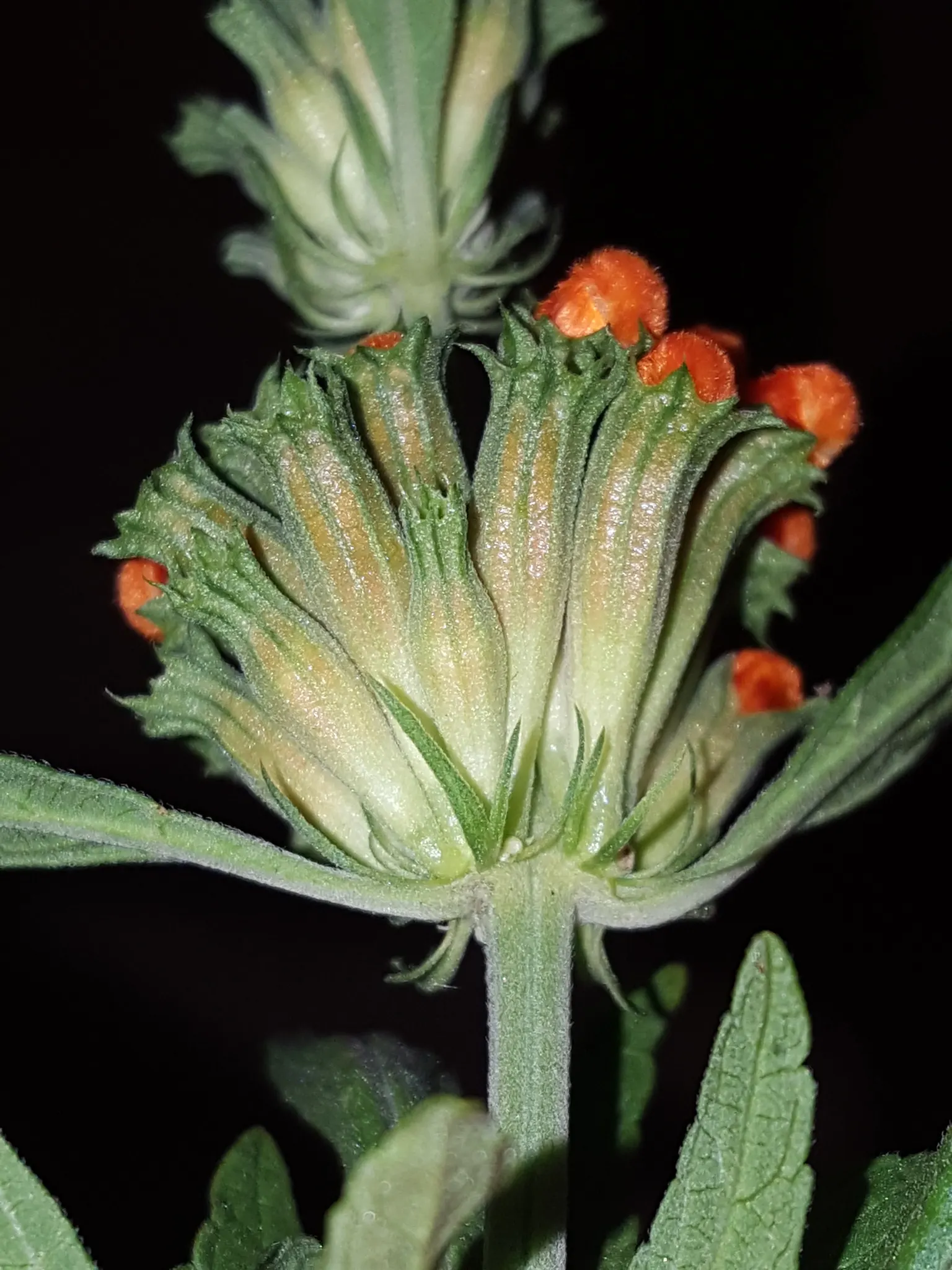 Lion's Tail (Leonotis Leonurus) — The Lion's Tail, scientifically named Leonotis leonurus, is a striking perennial shrub native to South Africa; enhancing any
