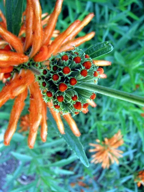 Lion's Tail (Leonotis Leonurus) — typically reaching heights of 3 to 6 feet, image 58