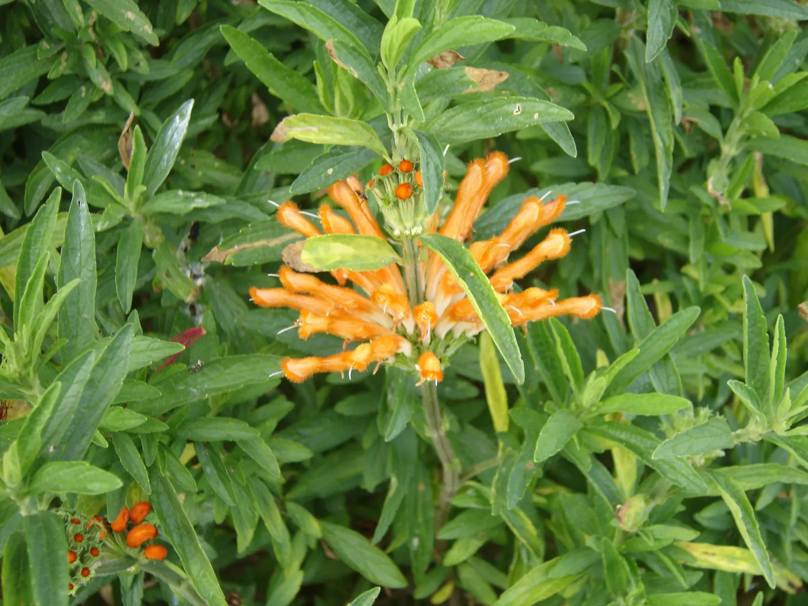 Lion's Tail (Leonotis Leonurus) — though occasional deadheading can promote further flowering.<br><br>With its lush; captivates with bright orange, image 63