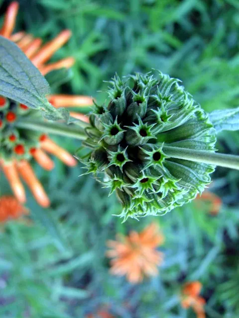 Lion's Tail (Leonotis Leonurus) — The Lion's Tail, scientifically named Leonotis leonurus, is a striking perennial shrub native to South Africa