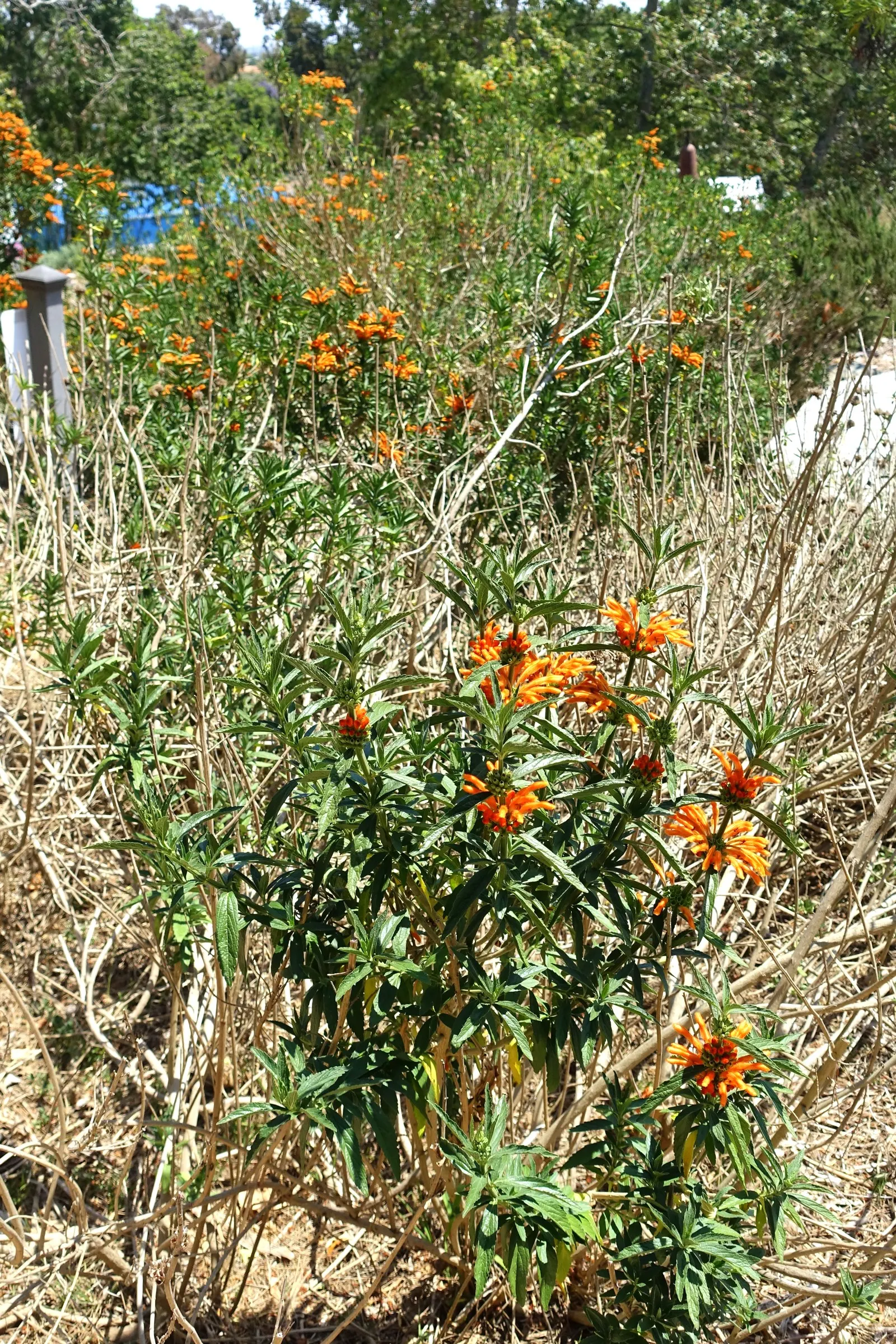 Lion's Tail (Leonotis Leonurus) — Drought-tolerant once established