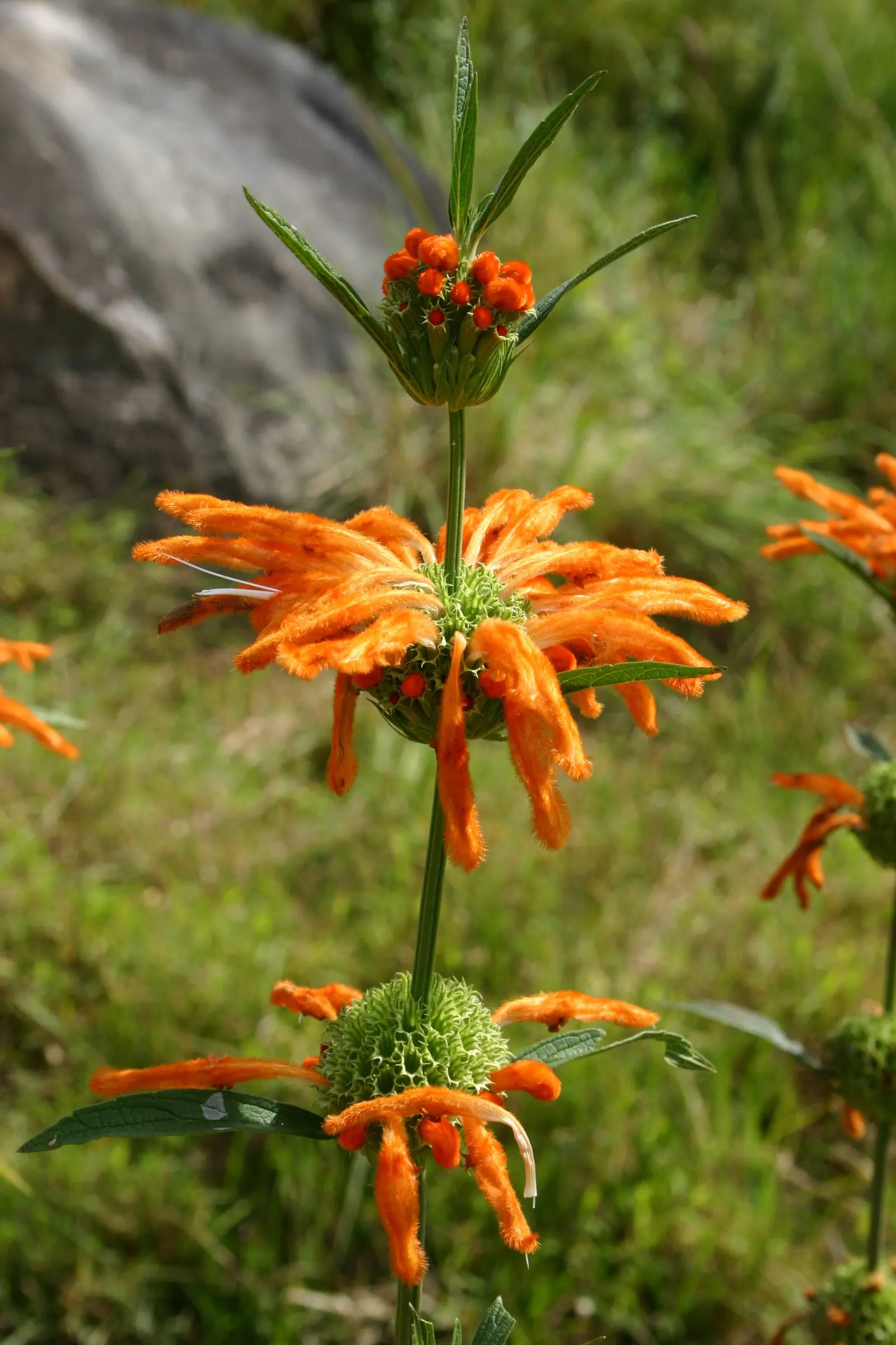 Lion's Tail (Leonotis Leonurus) — though occasional deadheading can promote further flowering.<br><br>With its lush; captivates with bright orange