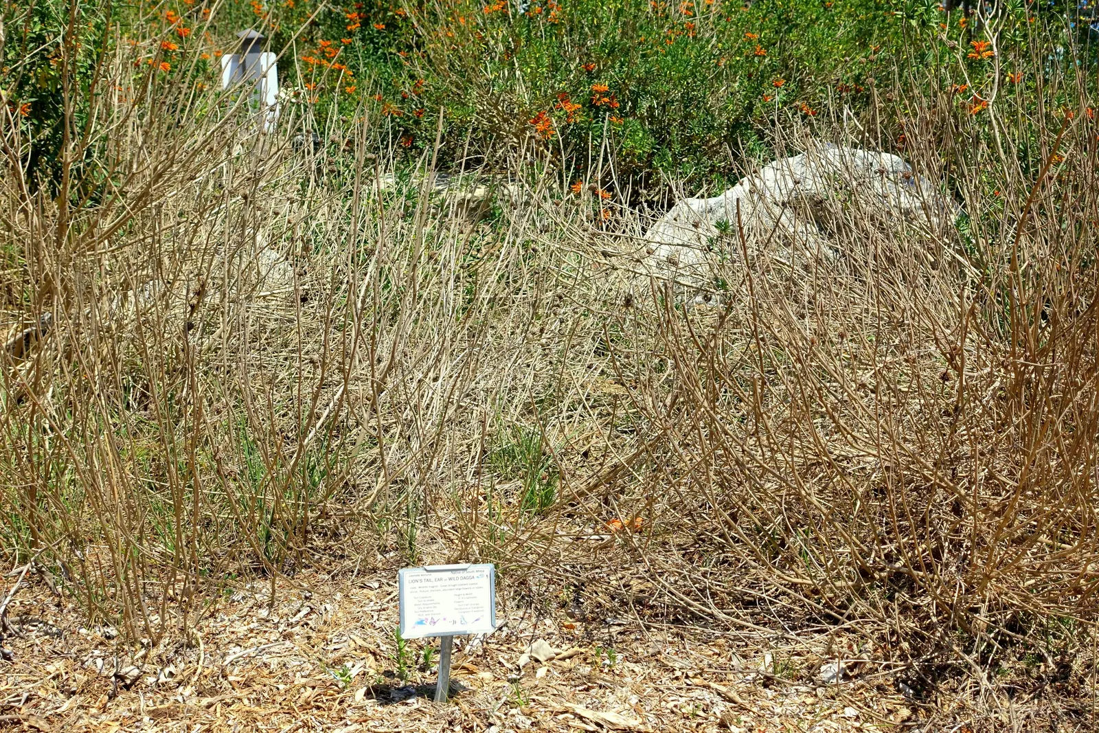 Lion's Tail (Leonotis Leonurus) — typically reaching heights of 3 to 6 feet, image 35