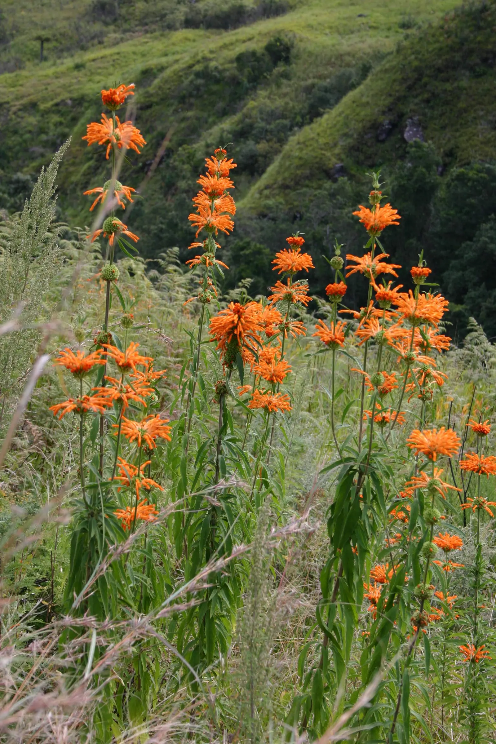 Lion's Tail (Leonotis Leonurus) — that can grow up to 6 inches long; the Lion's Tail, scientifically named Leonotis leonurus, is a striking perennial shrub