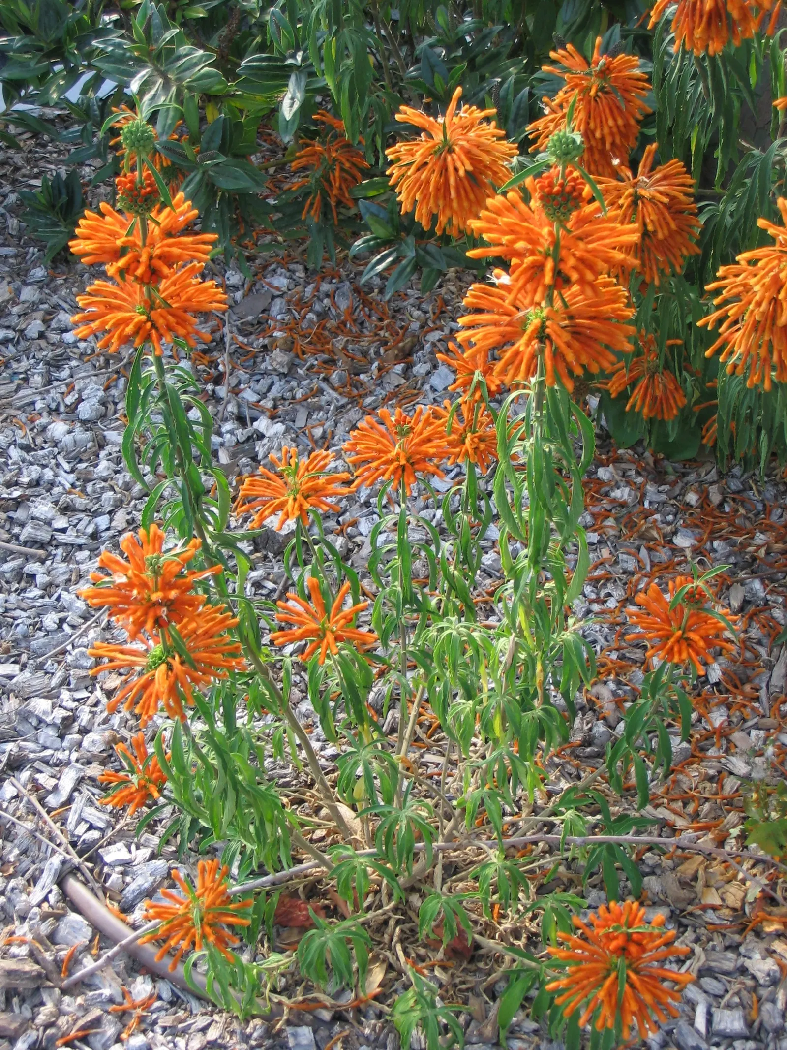 Lion's Tail (Leonotis Leonurus) — shrub with orange blooms