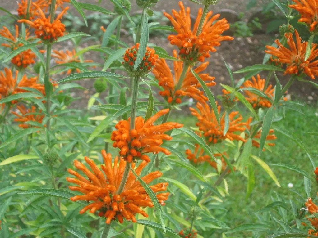 Lion's Tail (Leonotis Leonurus) — enhancing the natural charm of the design; shrub with orange blooms, image 66