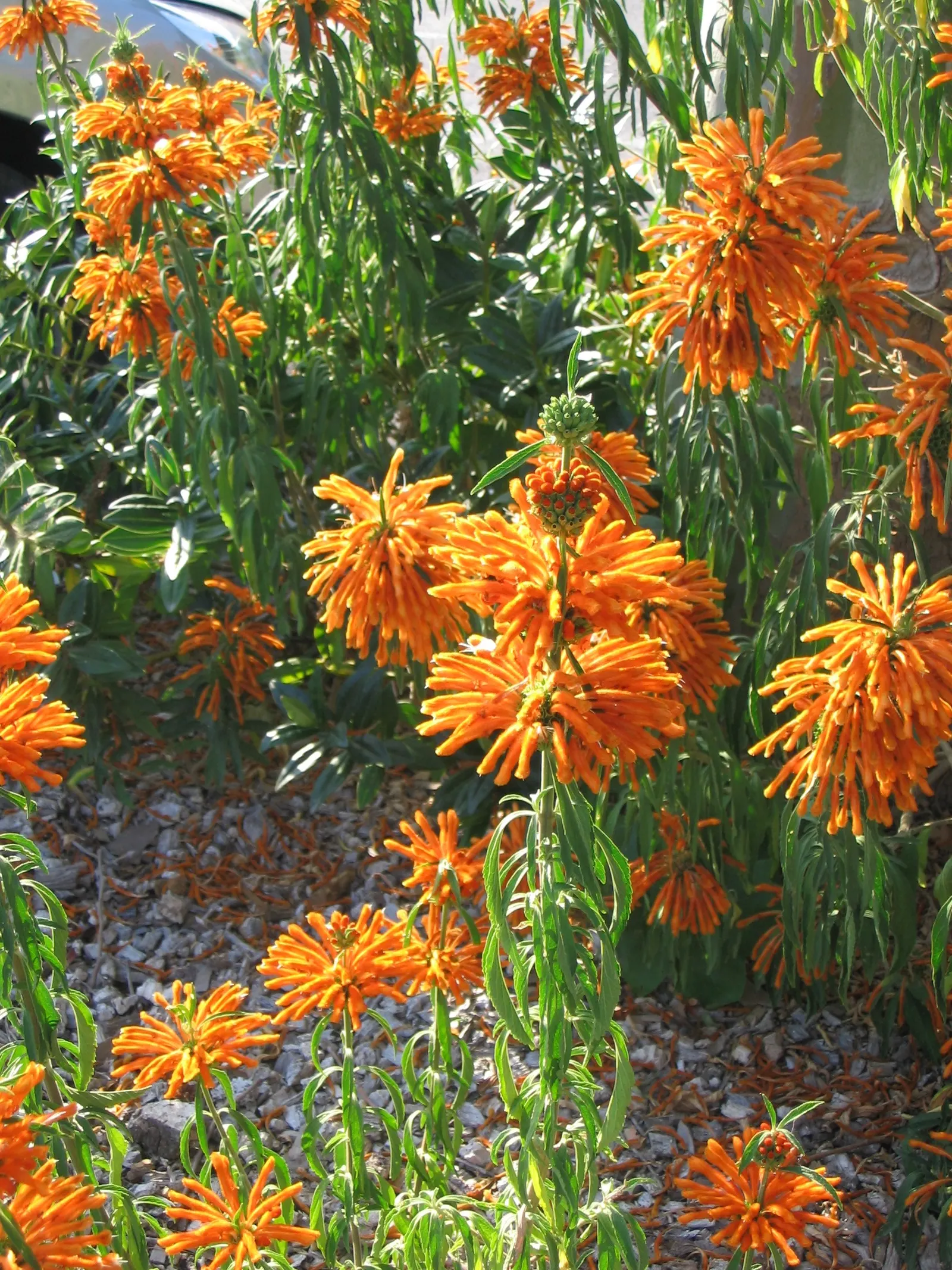 Lion's Tail (Leonotis Leonurus) — enhancing any water-wise garden design; shrub for full