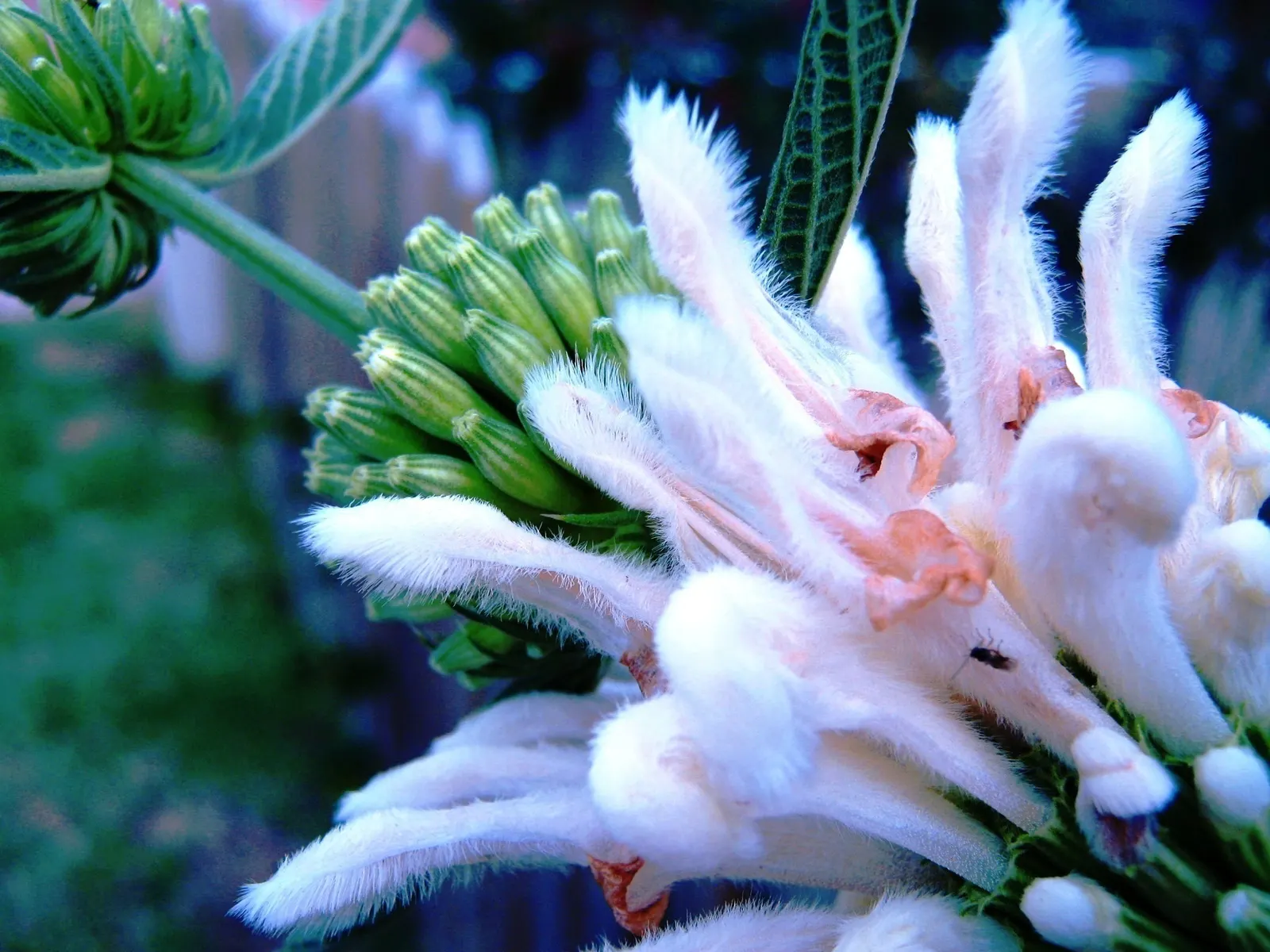 Lion's Tail (Leonotis Leonurus) — captivates with bright orange; its eye-catching flowers bloom in summer to fall, while its whorled leaf, image 47